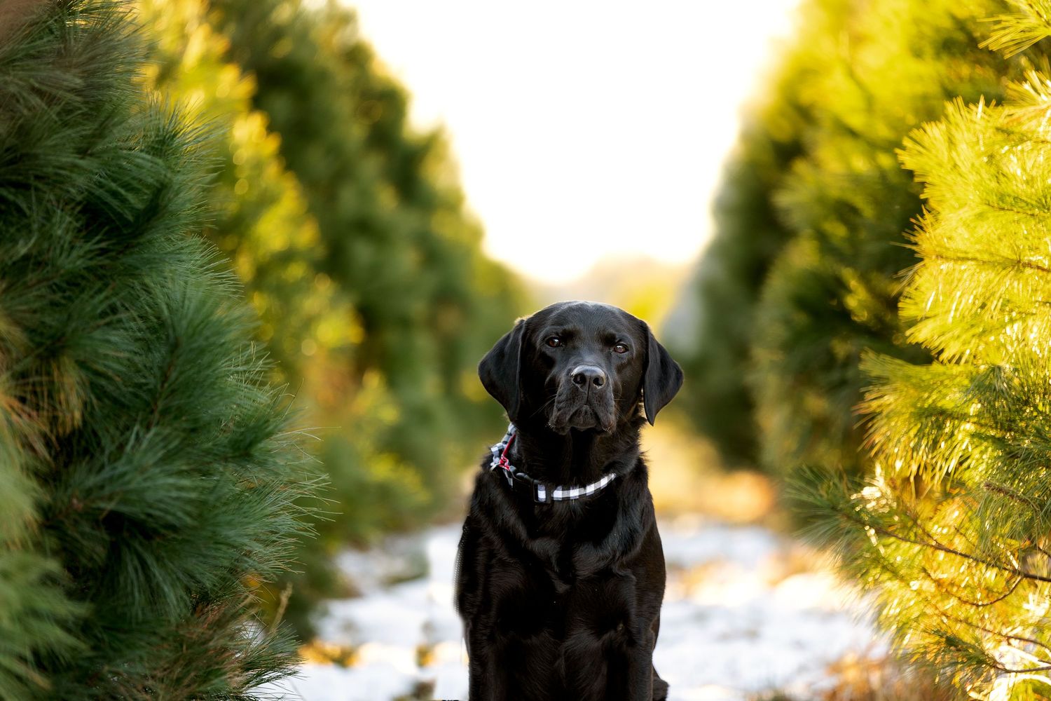 A black Labrador Retriever sits between rows of green and yellow Christmas trees at a tree farm.