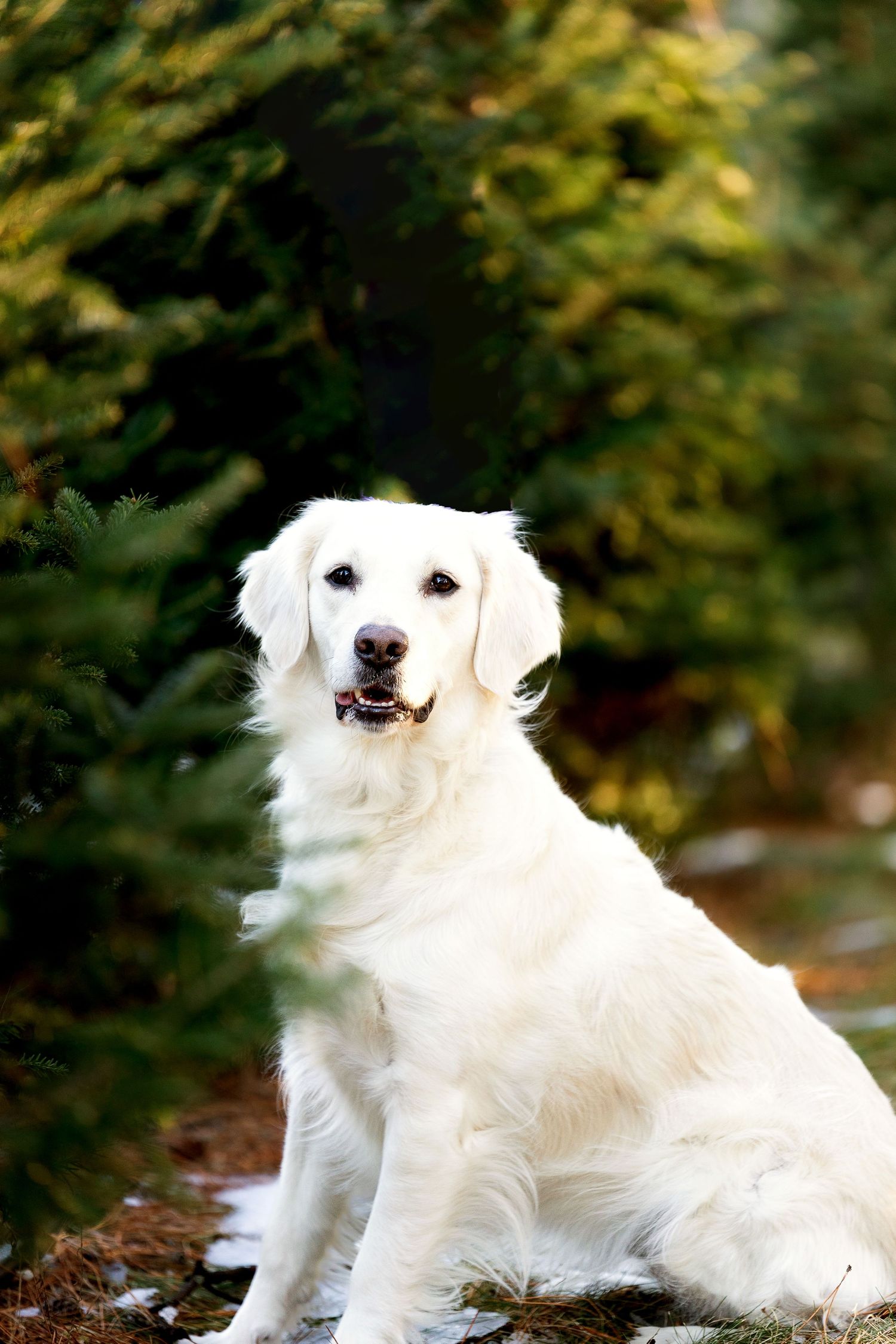 A fluffy white Golden Retriever sits among green pine trees, holding a pinecone in its mouth outdoors.