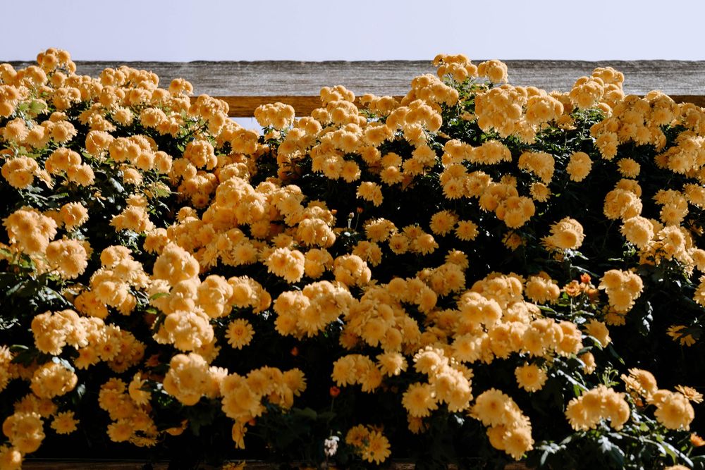 A lush wall covered in blooming yellow roses cascading over a stone ledge against a clear sky.