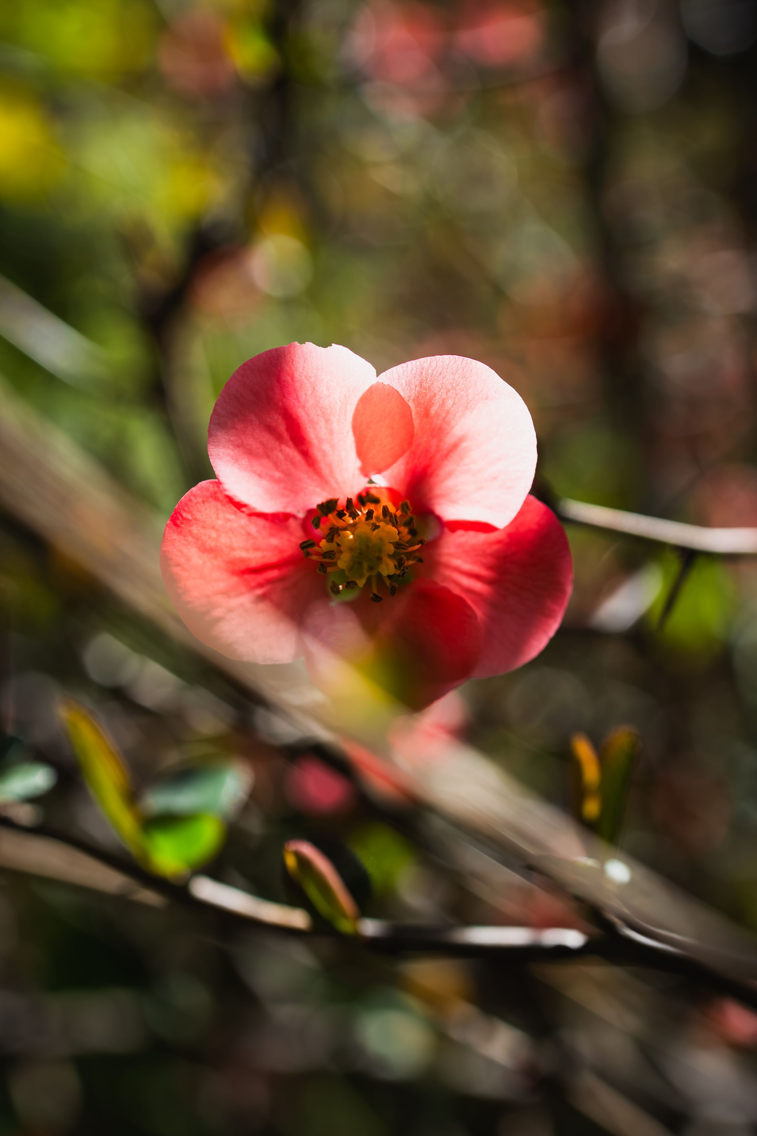 A vibrant pink and red flower blooms on a branch with a soft bokeh green background in natural sunlight.