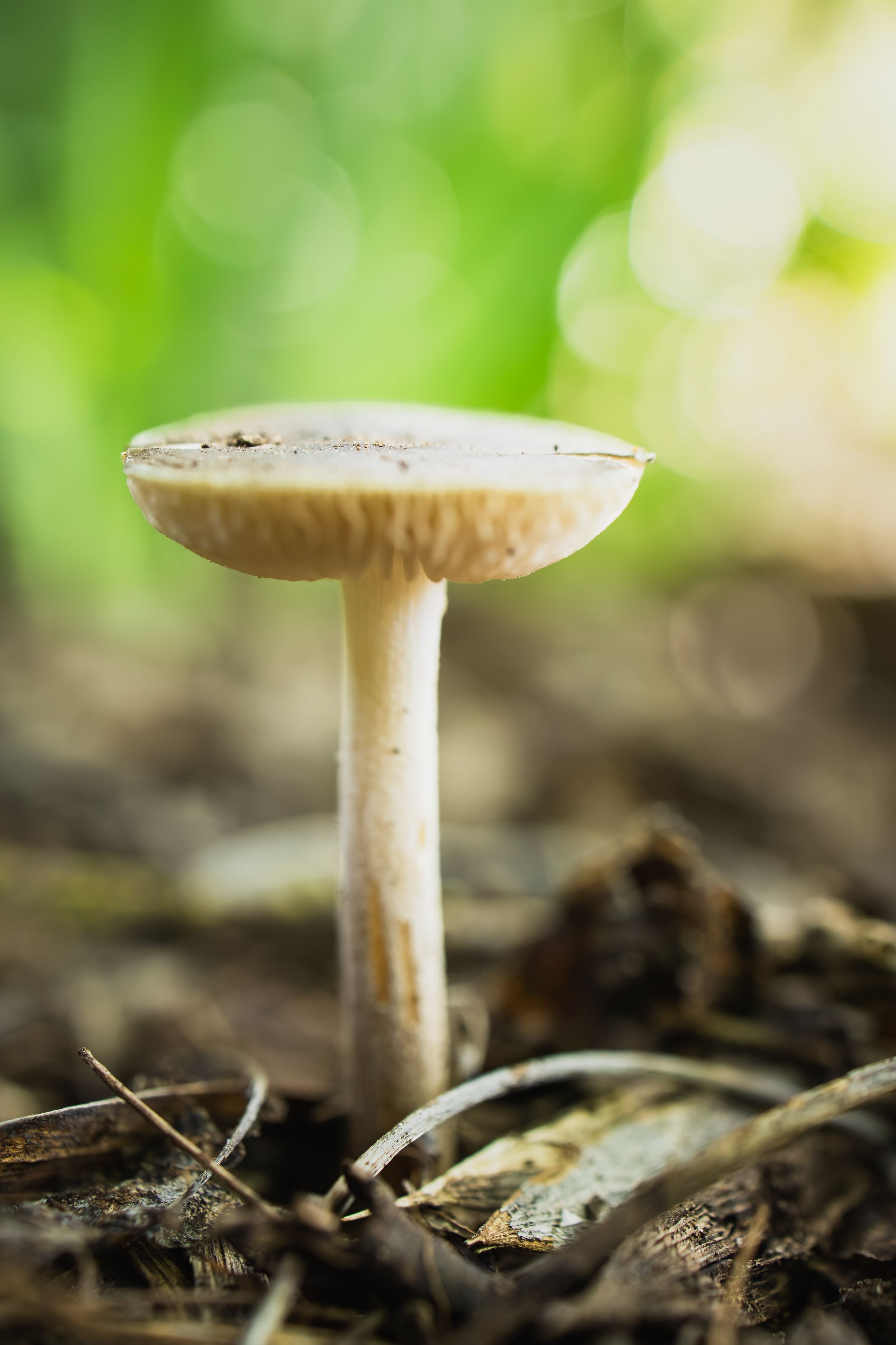 A single wild mushroom with a pale cap grows from forest floor debris, surrounded by a soft green bokeh background.