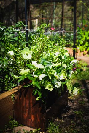 Wooden planter box filled with lush green plants and white flowers in a sunlit garden greenhouse setting.