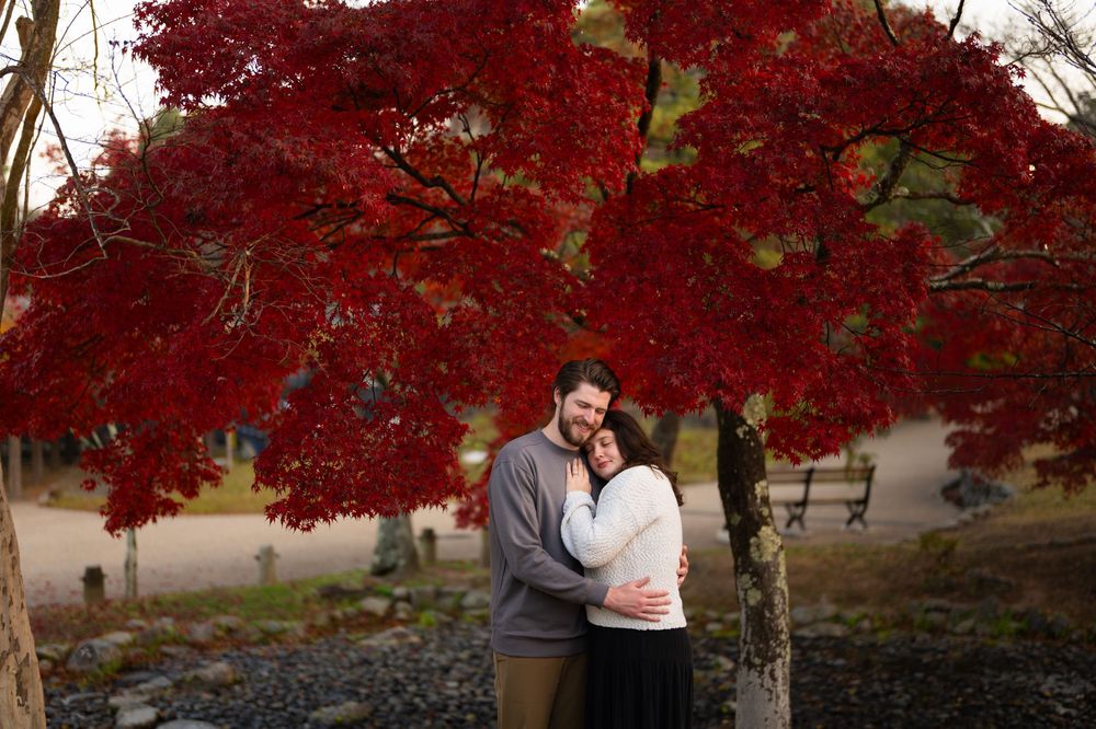 Couple embracing under vibrant red autumn maple tree in a park during fall engagement photo session.