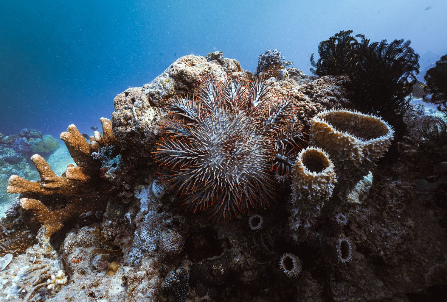 Colorful crown-of-thorns starfish resting on a vibrant coral reef with sponges in clear blue tropical water.