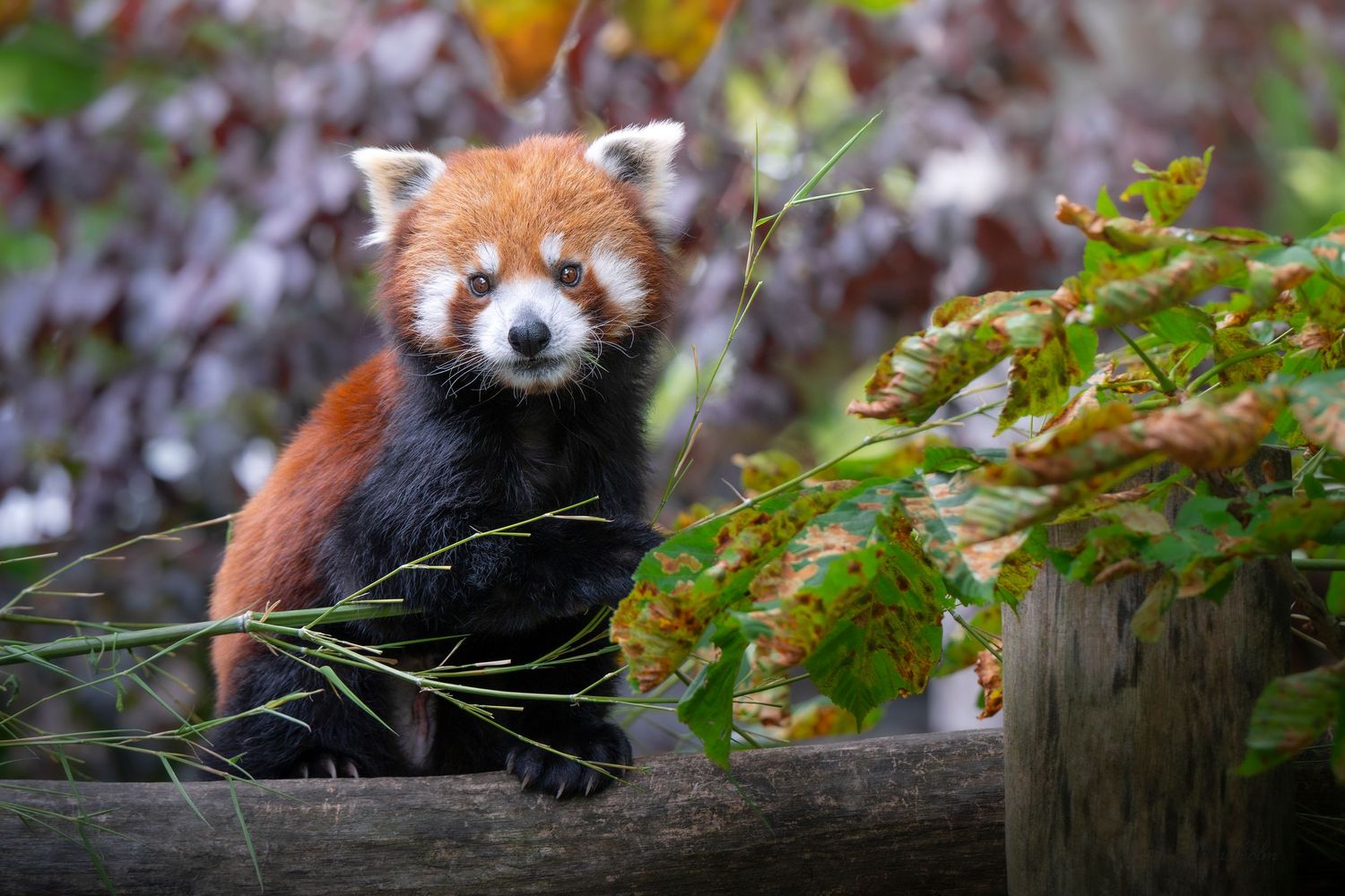 A red panda perched on a wooden log surrounded by green and autumn-colored leaves in a natural habitat.