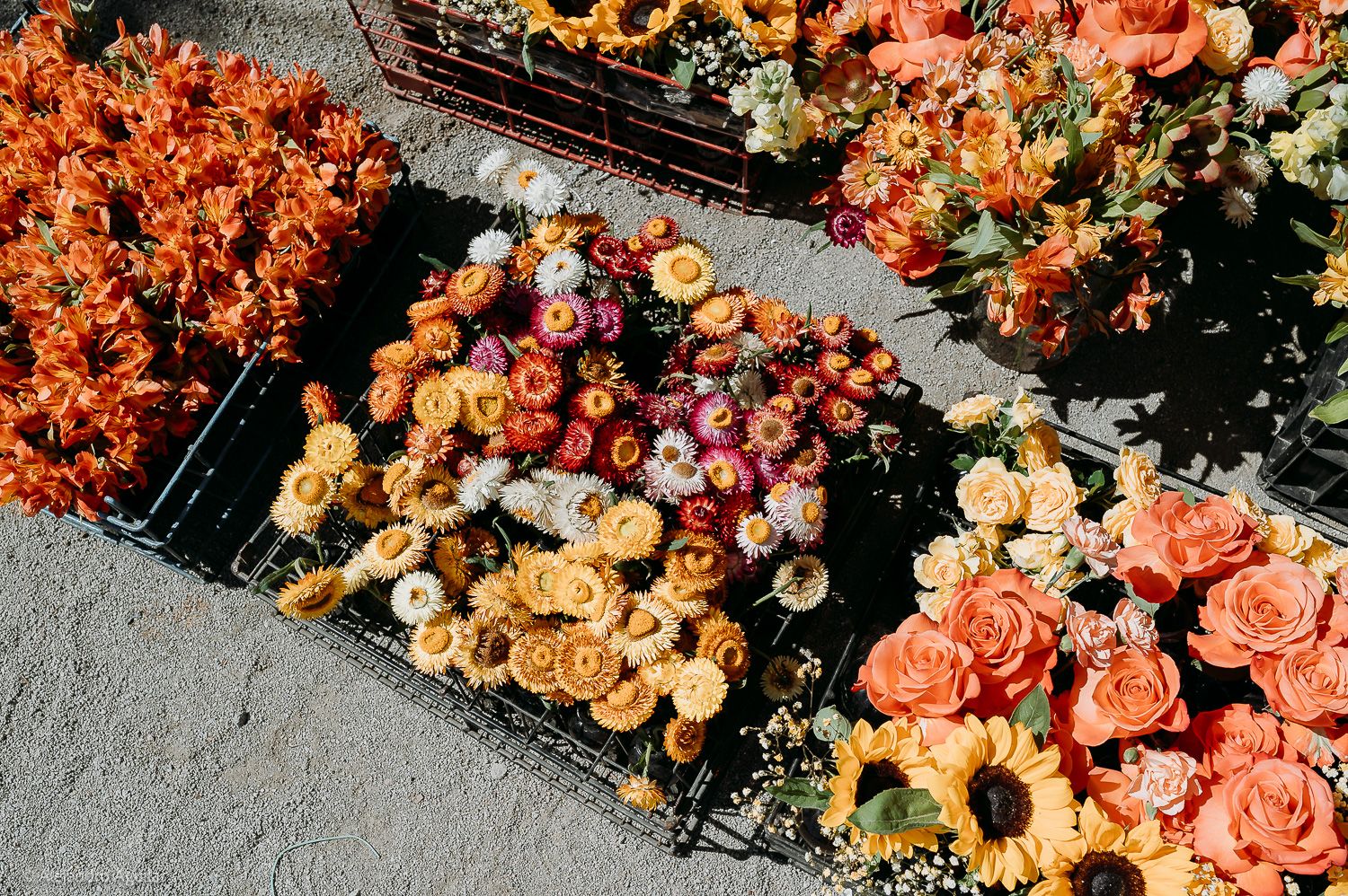 Vibrant orange and pink floral arrangements displayed on black metal racks at an outdoor flower market.