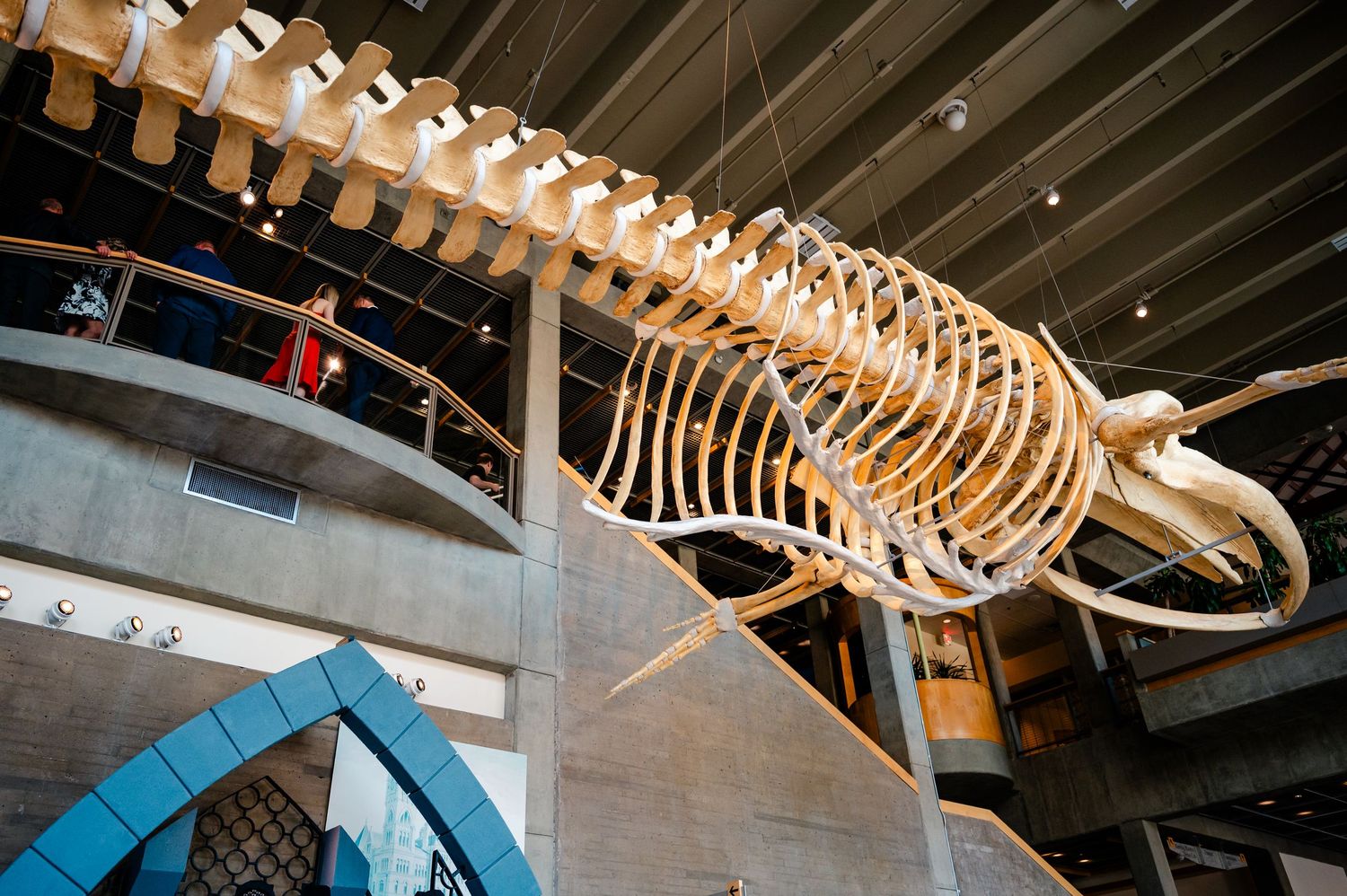 Large whale skeleton fossil suspended from ceiling in a natural history museum exhibit hall.