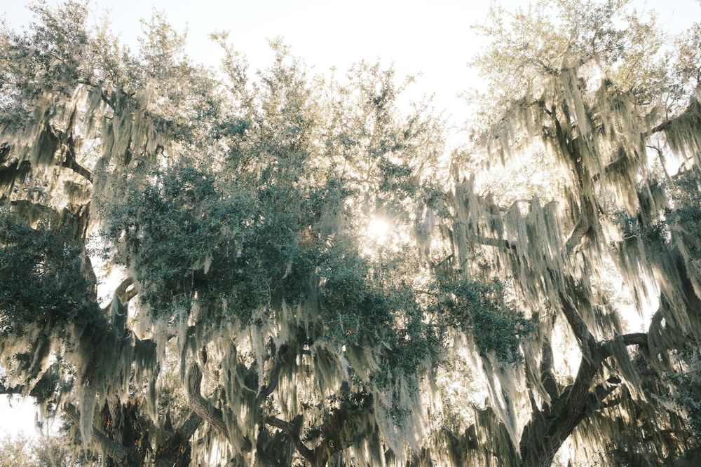 Spanish moss drapes elegantly from tree branches in a serene Southern landscape at sunset.