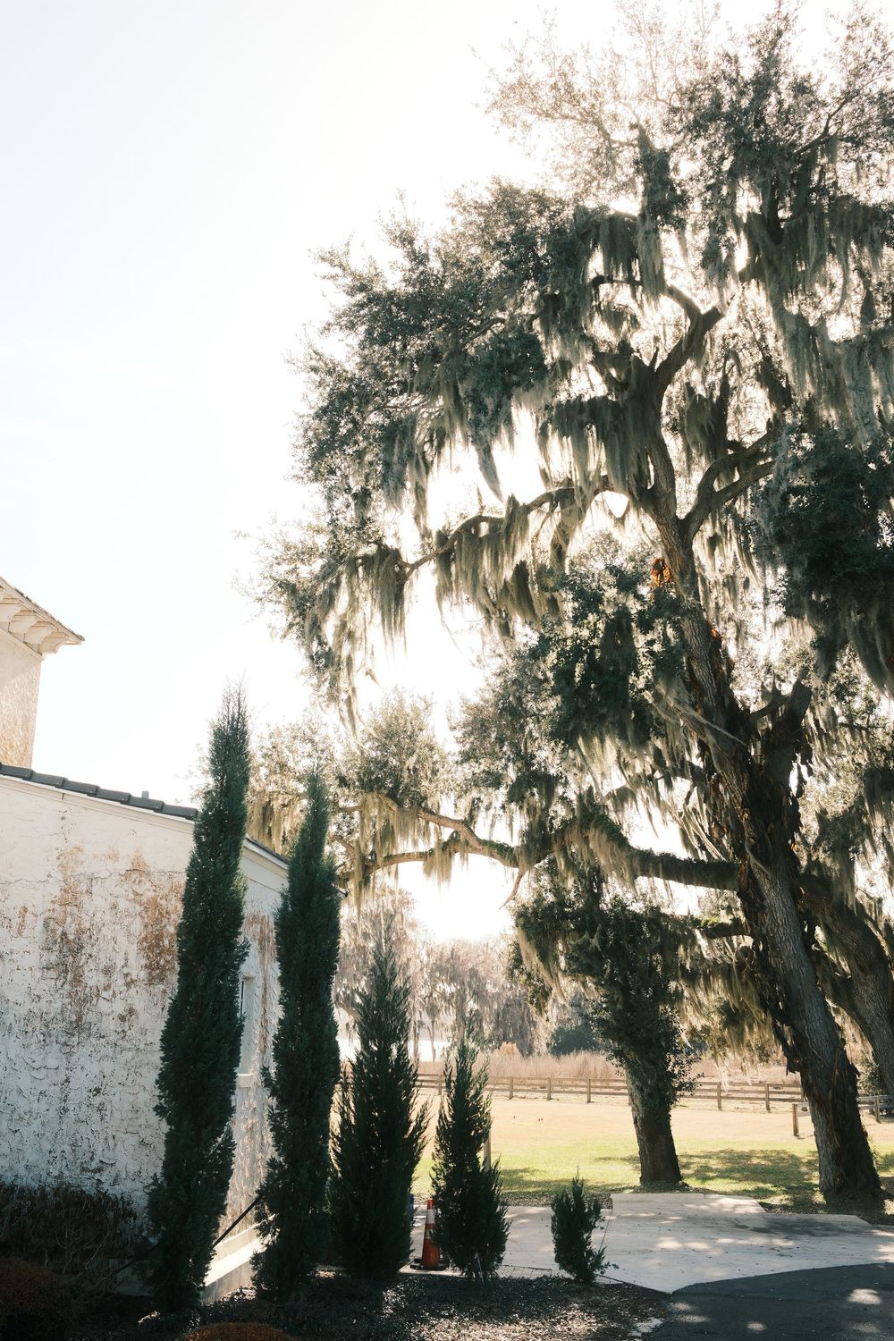 Spanish moss drapes elegantly from a large oak tree next to a white building with cypress trees in the foreground.