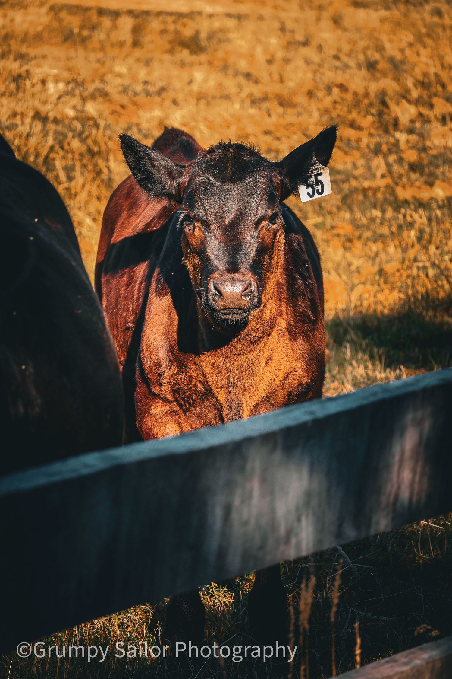 Close-up portrait of a brown beef cattle with ear tag number 35 looking directly at camera.