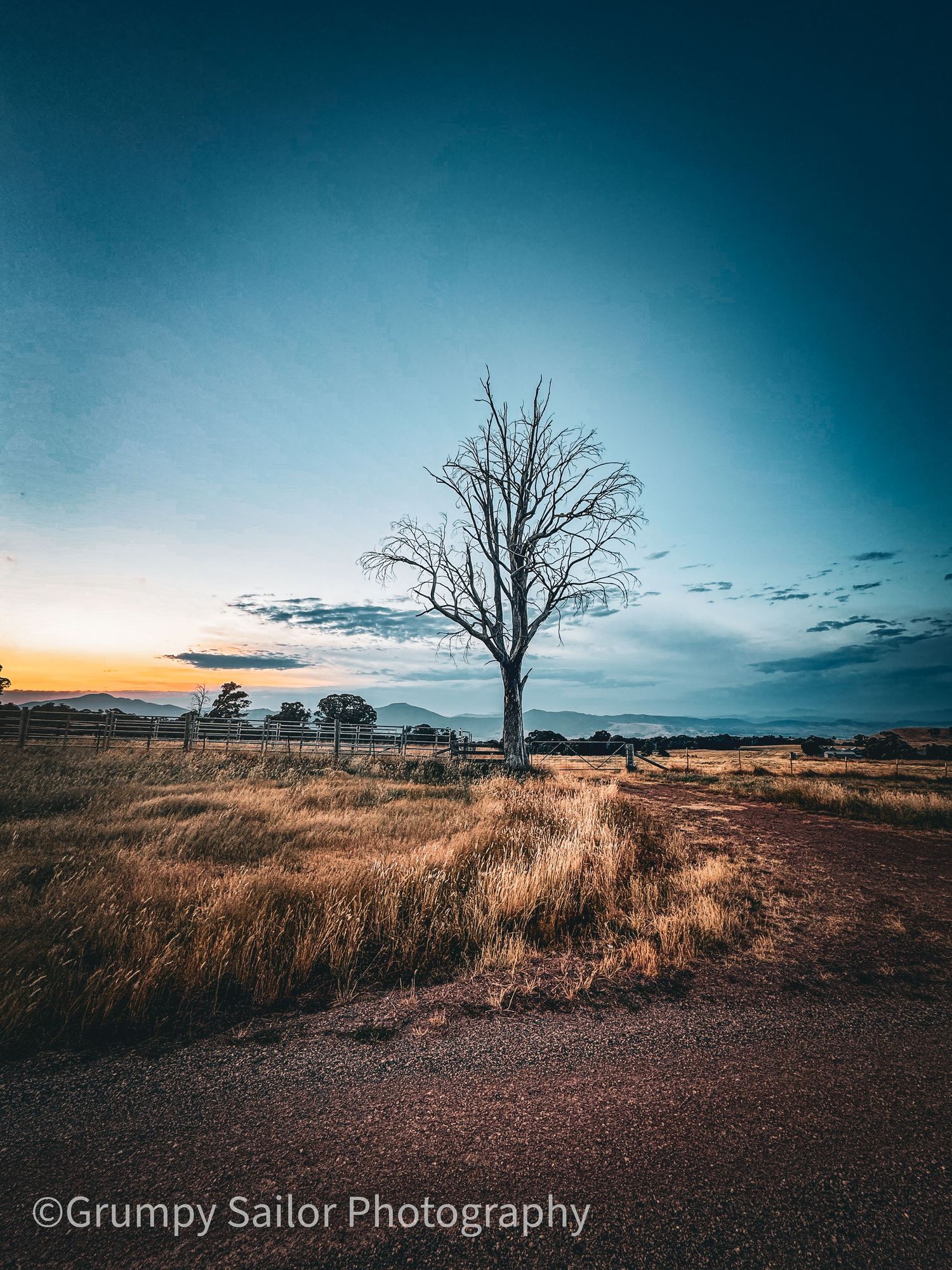 Lone bare dead tree standing in dry golden grassland under a dramatic blue twilight sky at dusk.