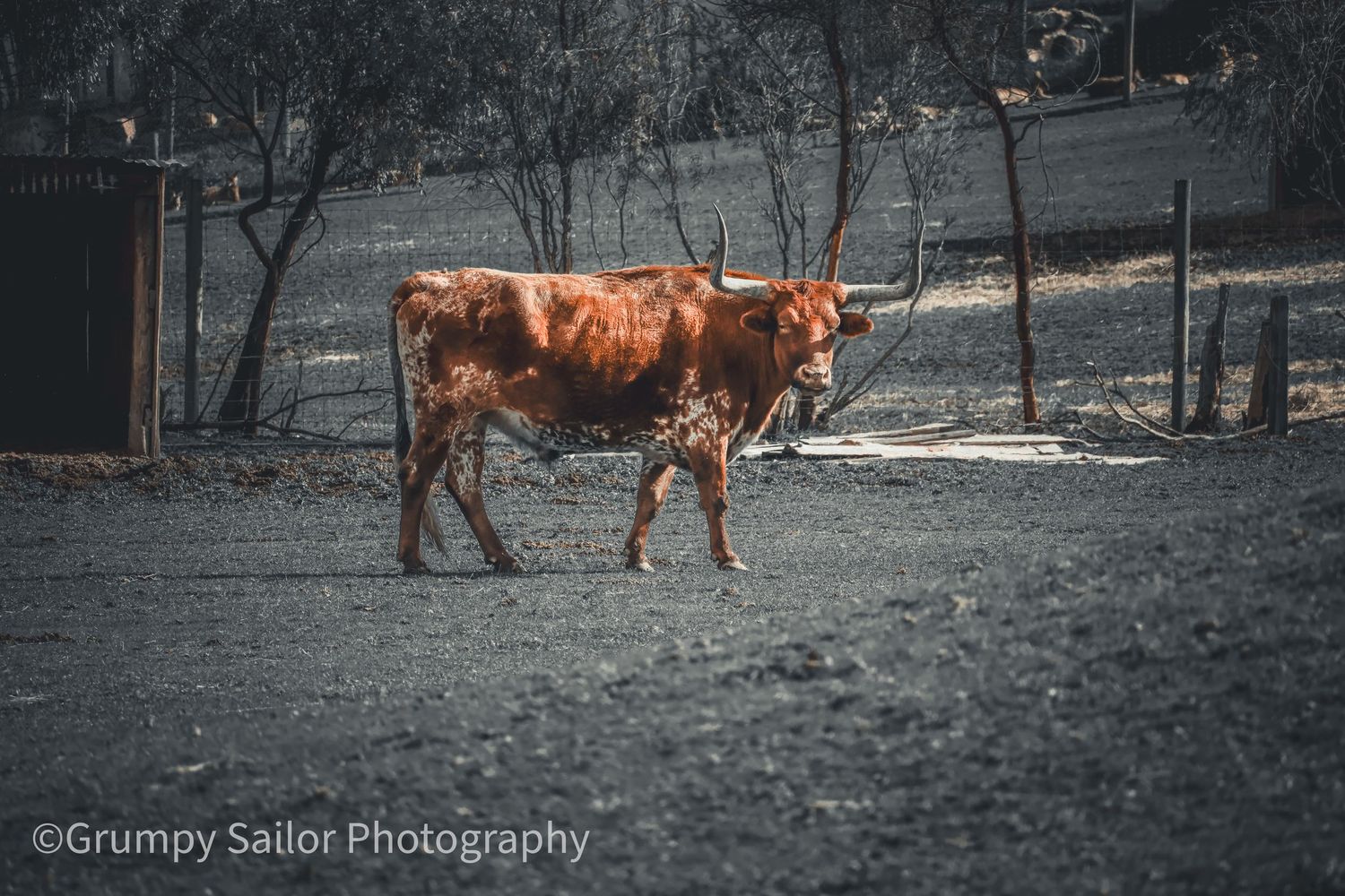 A lone longhorn cattle walking across a dry dusty paddock in a desaturated rural landscape.