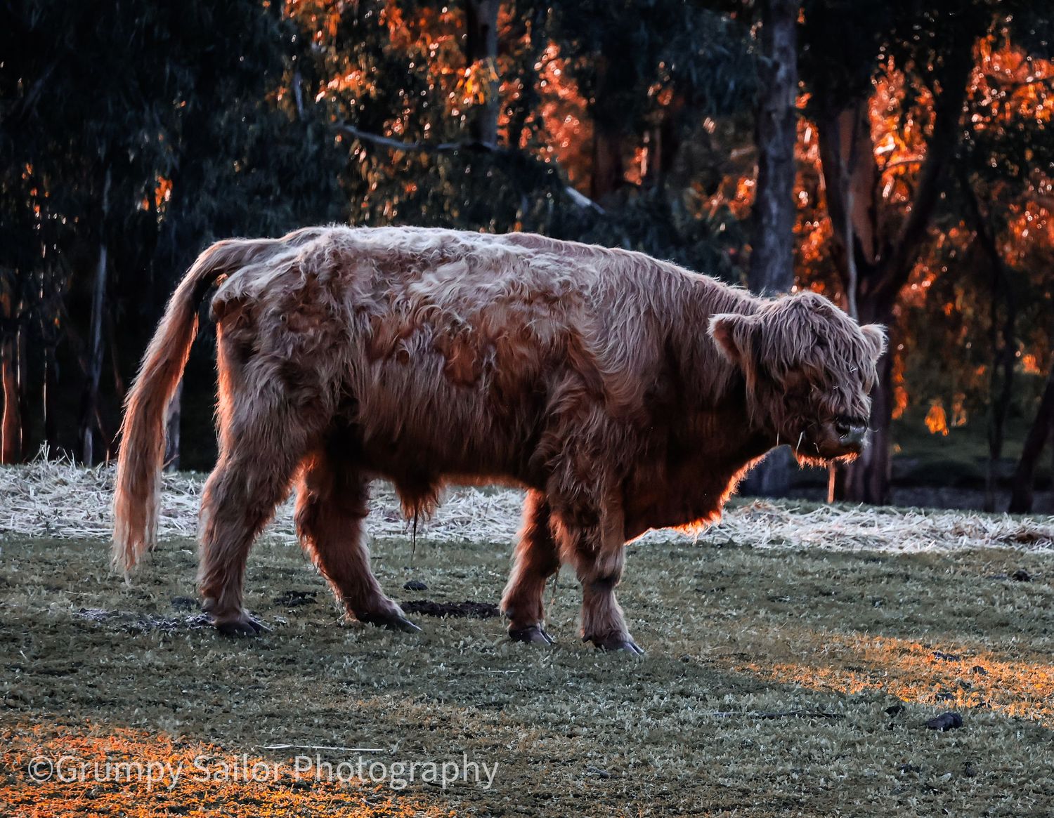 Shaggy Highland cow grazing in golden morning light outdoors.