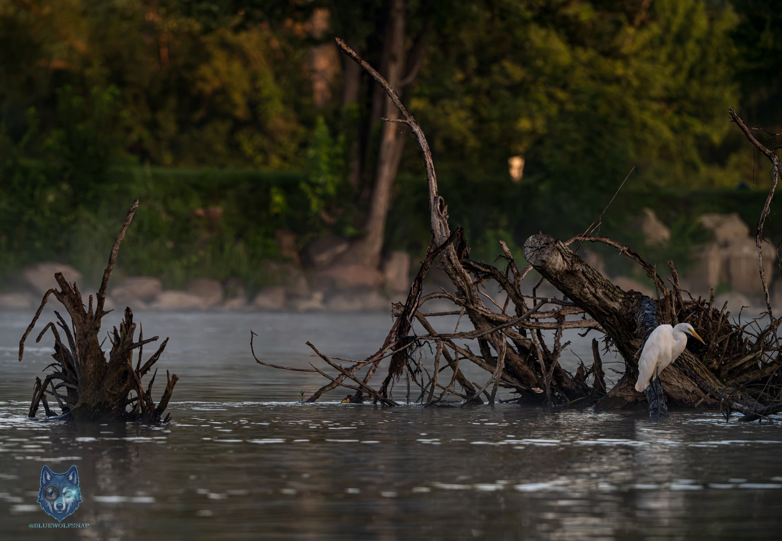 A white egret perches among tangled driftwood and reeds in a misty lake at dusk, with lush green trees in the background.