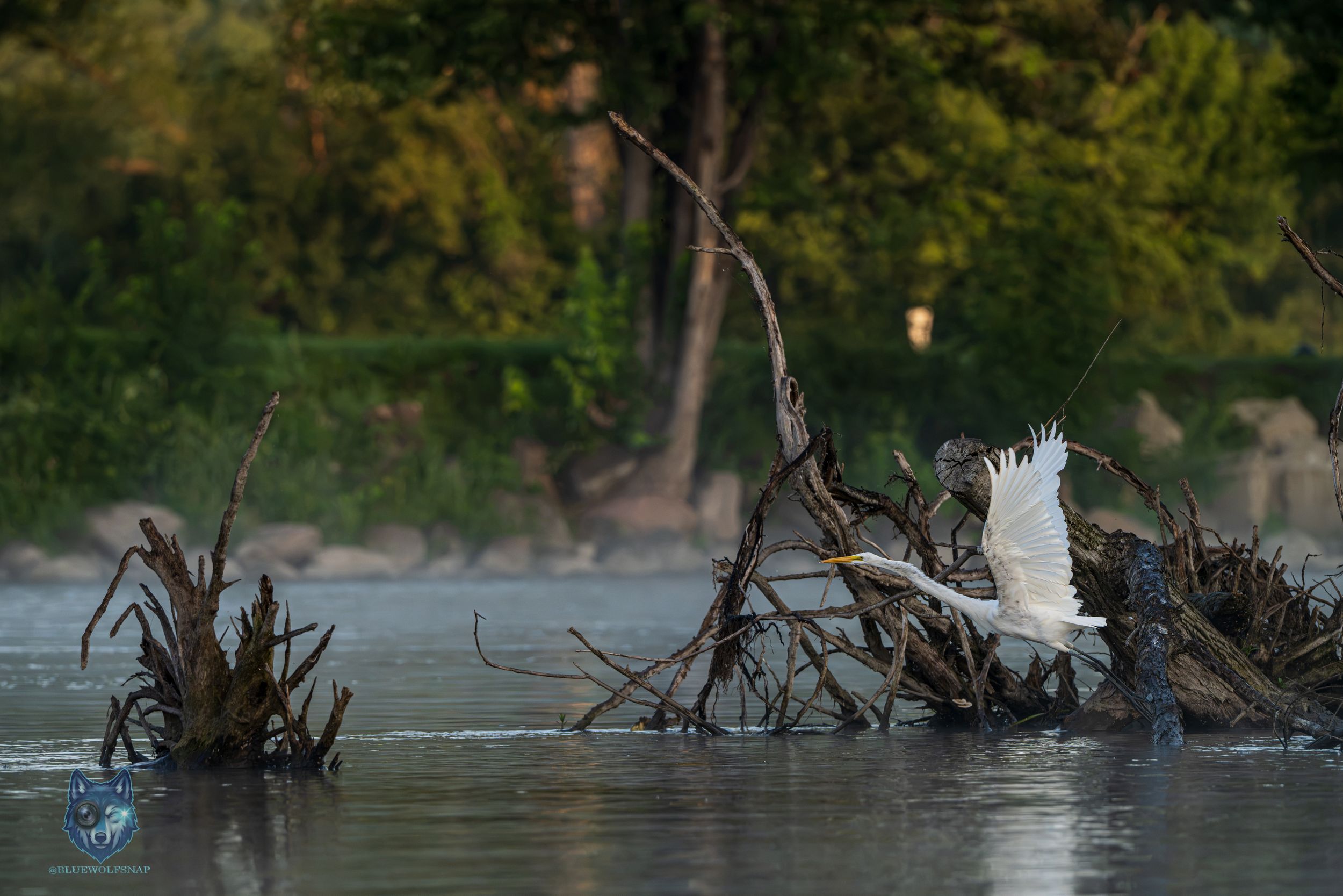 White egret taking flight over a tranquil river with submerged driftwood and lush green trees in background.