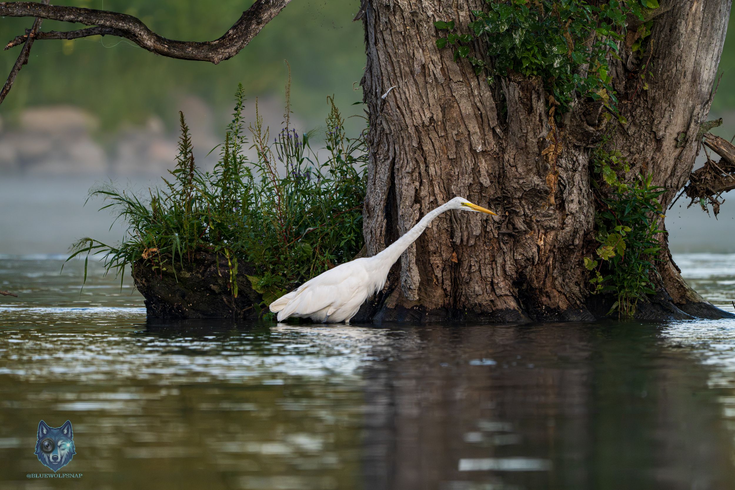 A great egret wading near a moss-covered tree trunk in calm lake waters, surrounded by lush green vegetation.