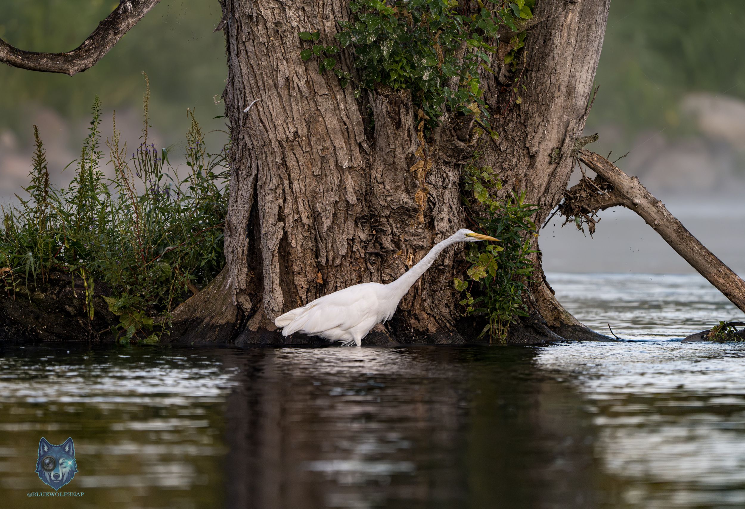 A great egret wading in shallow water near a large tree trunk surrounded by green foliage.