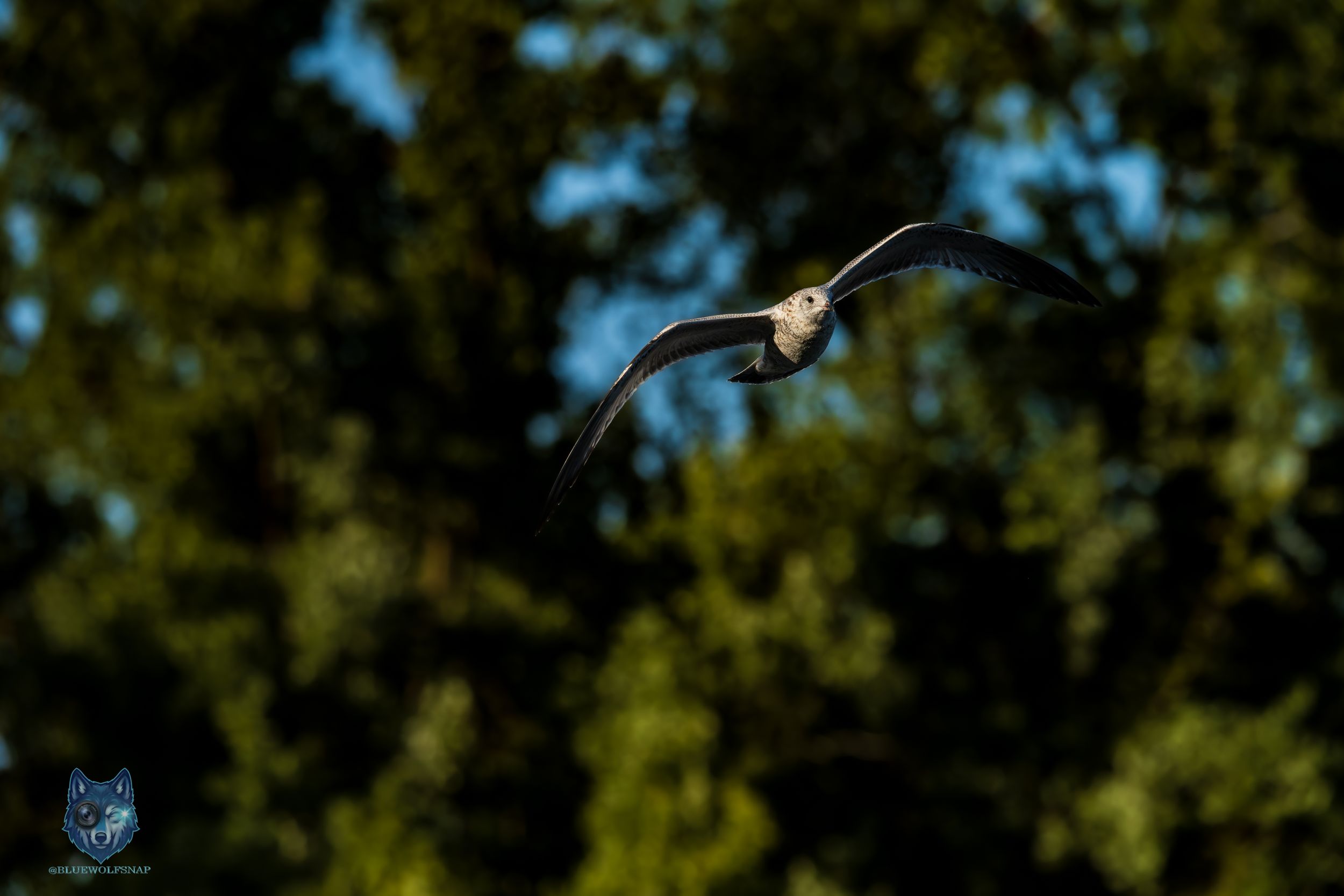 A bird soars gracefully in flight against a backdrop of lush green trees and a blue sky.