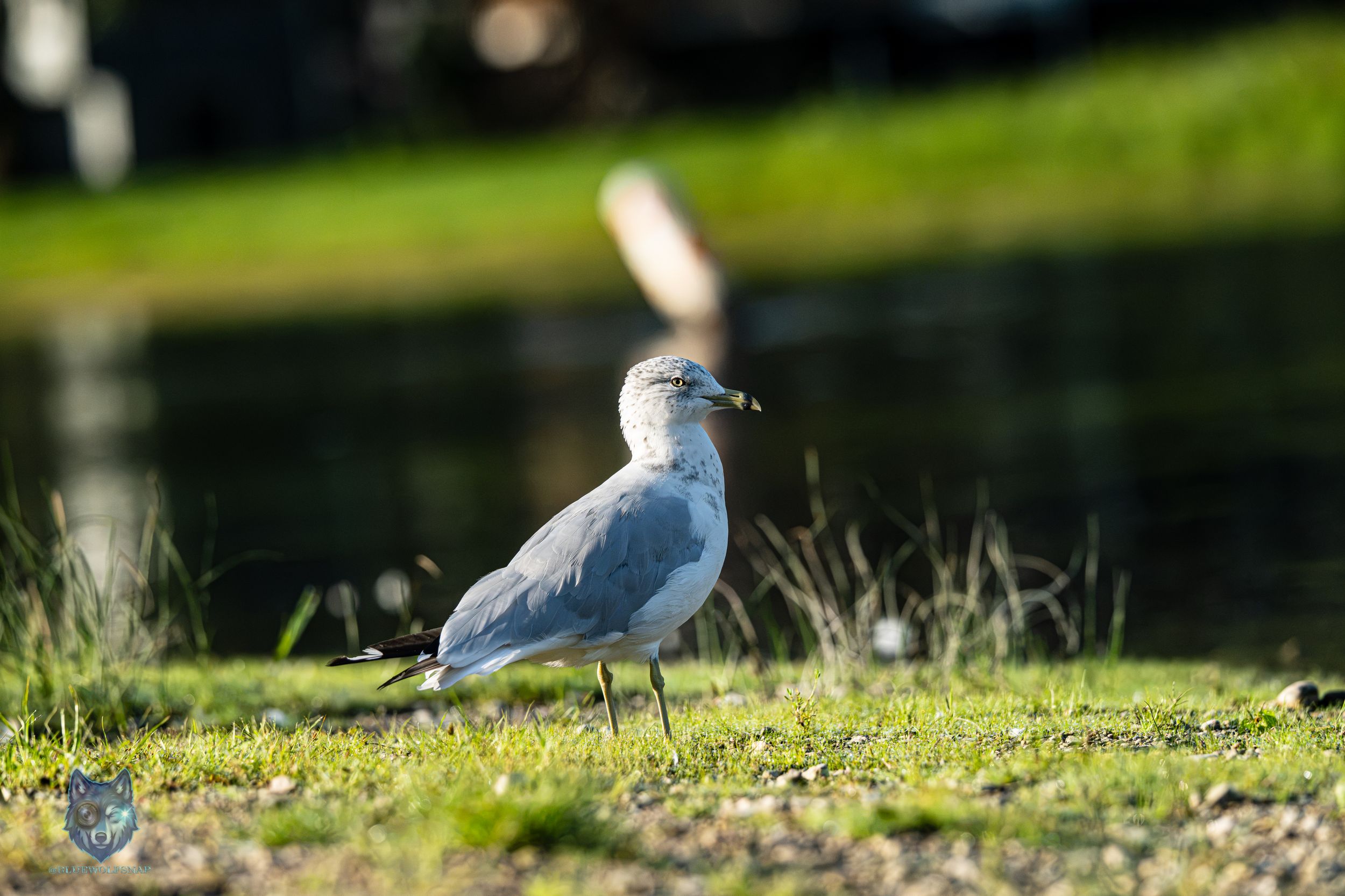 A seagull standing on green grass near a pond in bright sunlight, showcasing its gray and white plumage.