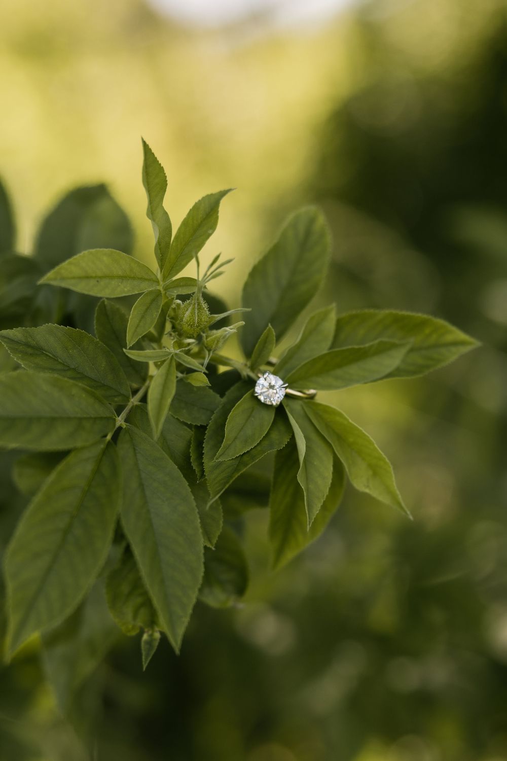 Diamond engagement ring displayed on green leafy plant branch in natural light.