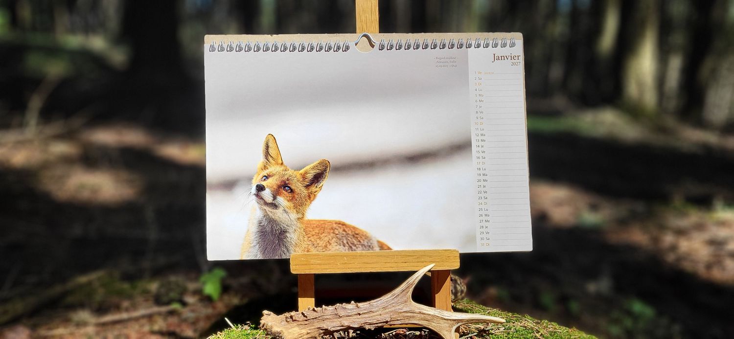 A calendar featuring a red fox photo displayed on a wooden easel in a sunlit forest setting.