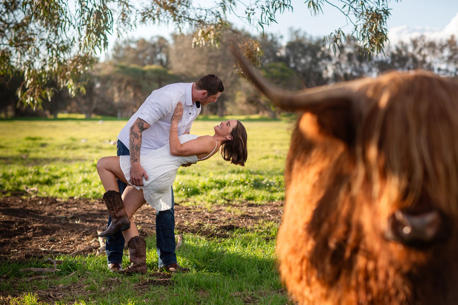 Couple dipping backwards and embracing with a highland cow in the foreground of photo in Perth