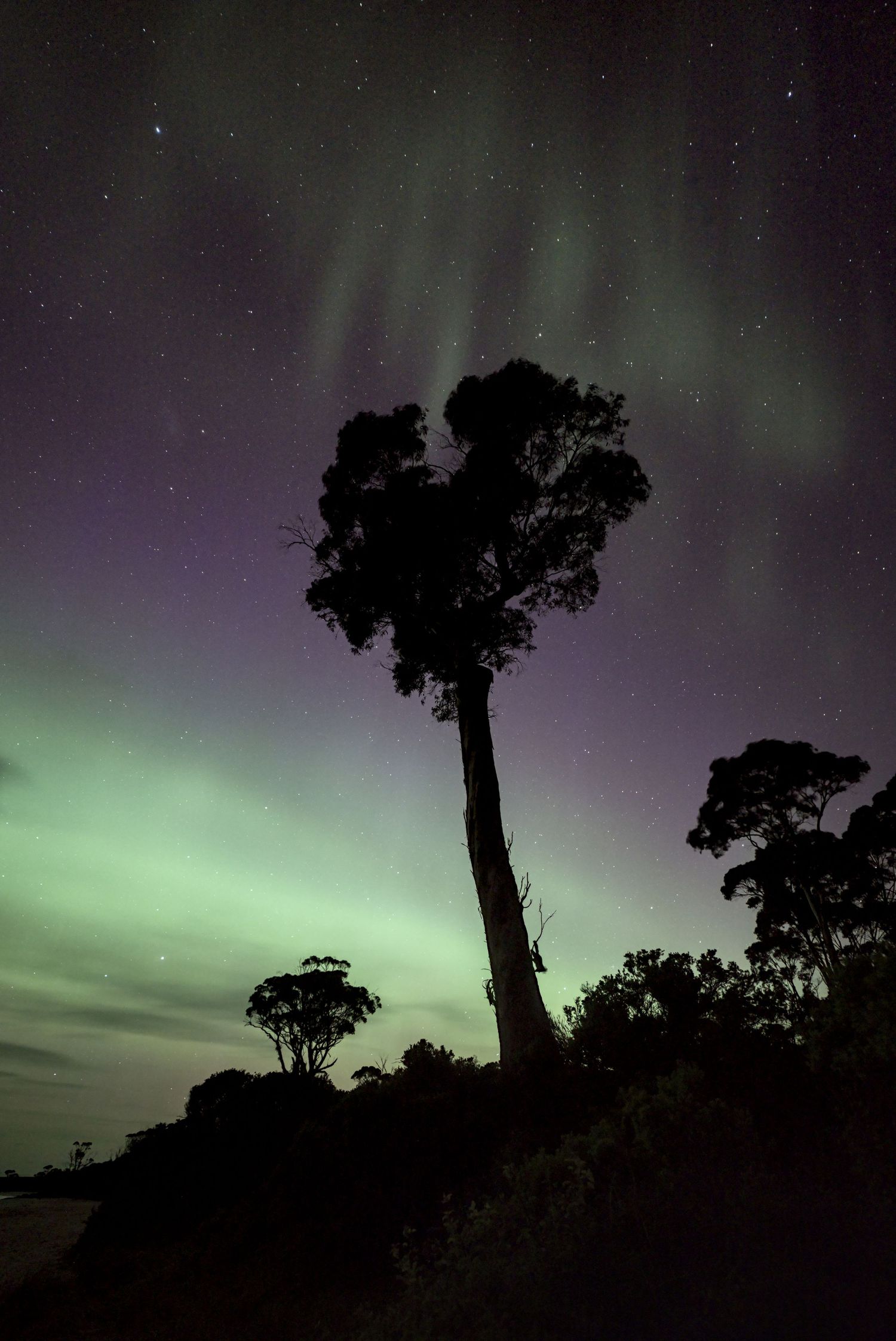 Silhouetted trees under vibrant aurora australis with green and purple lights illuminating the night sky filled with stars.