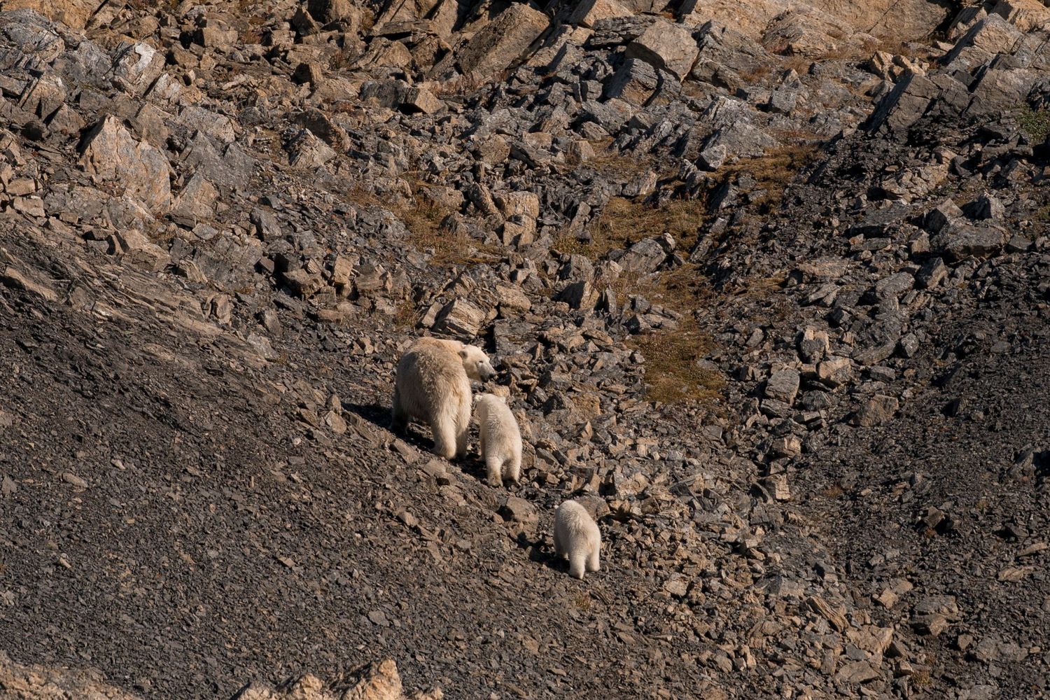 famille d'ours polaires avec une mère et ses deux oursons marchant dans un pierrier au svalbard