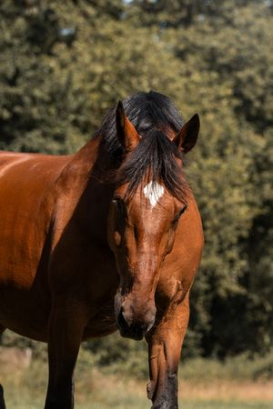 Paardenfotografie Zoefotografeert