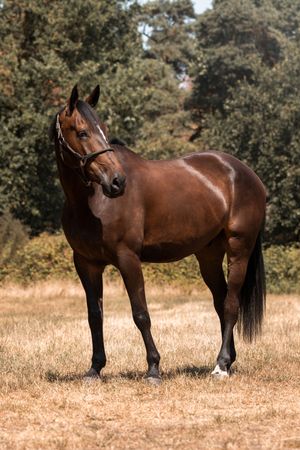 Paardenfotografie Zoefotografeert