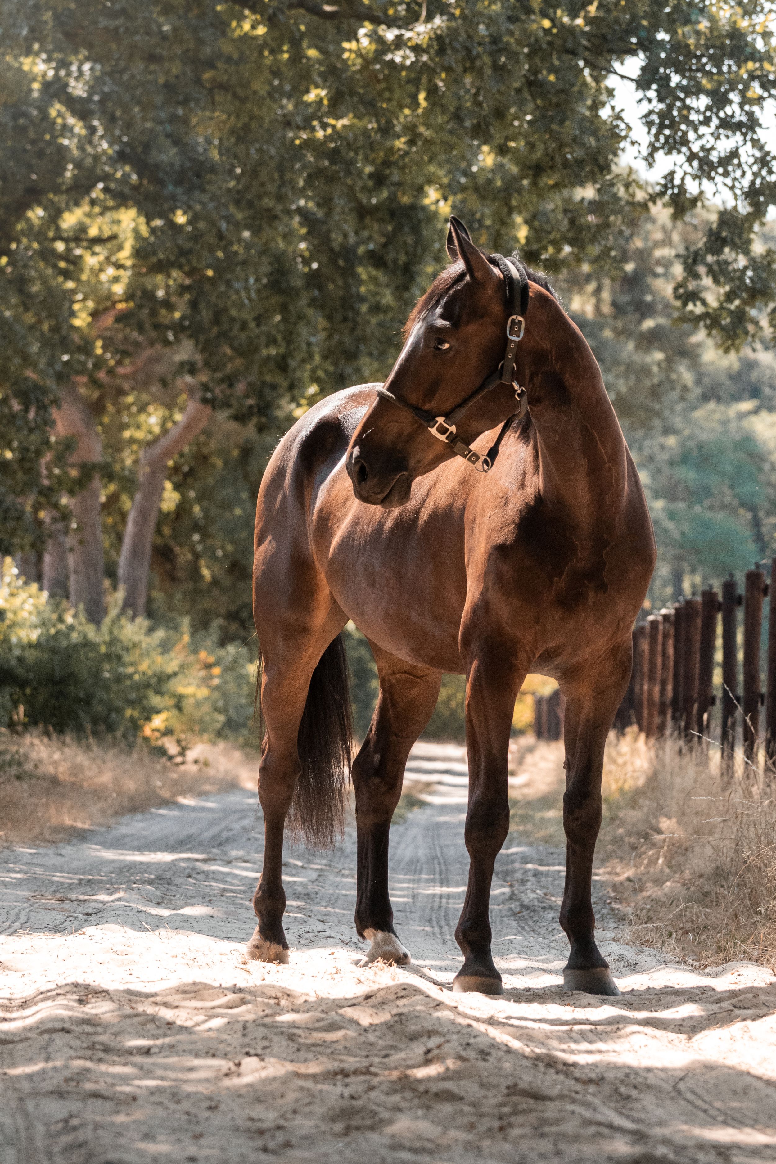 Paardenfotografie Zoefotografeert
