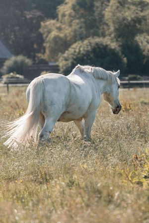 Paardenfotografie Zoefotografeert