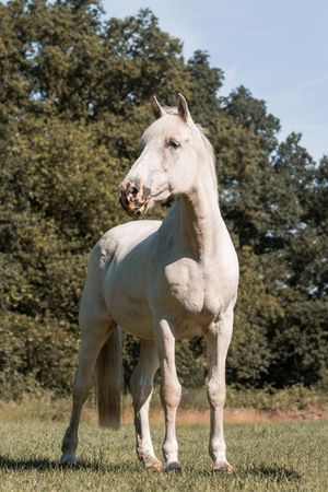 Paardenfotografie Zoefotografeert