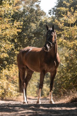 Paardenfotografie Zoefotografeert