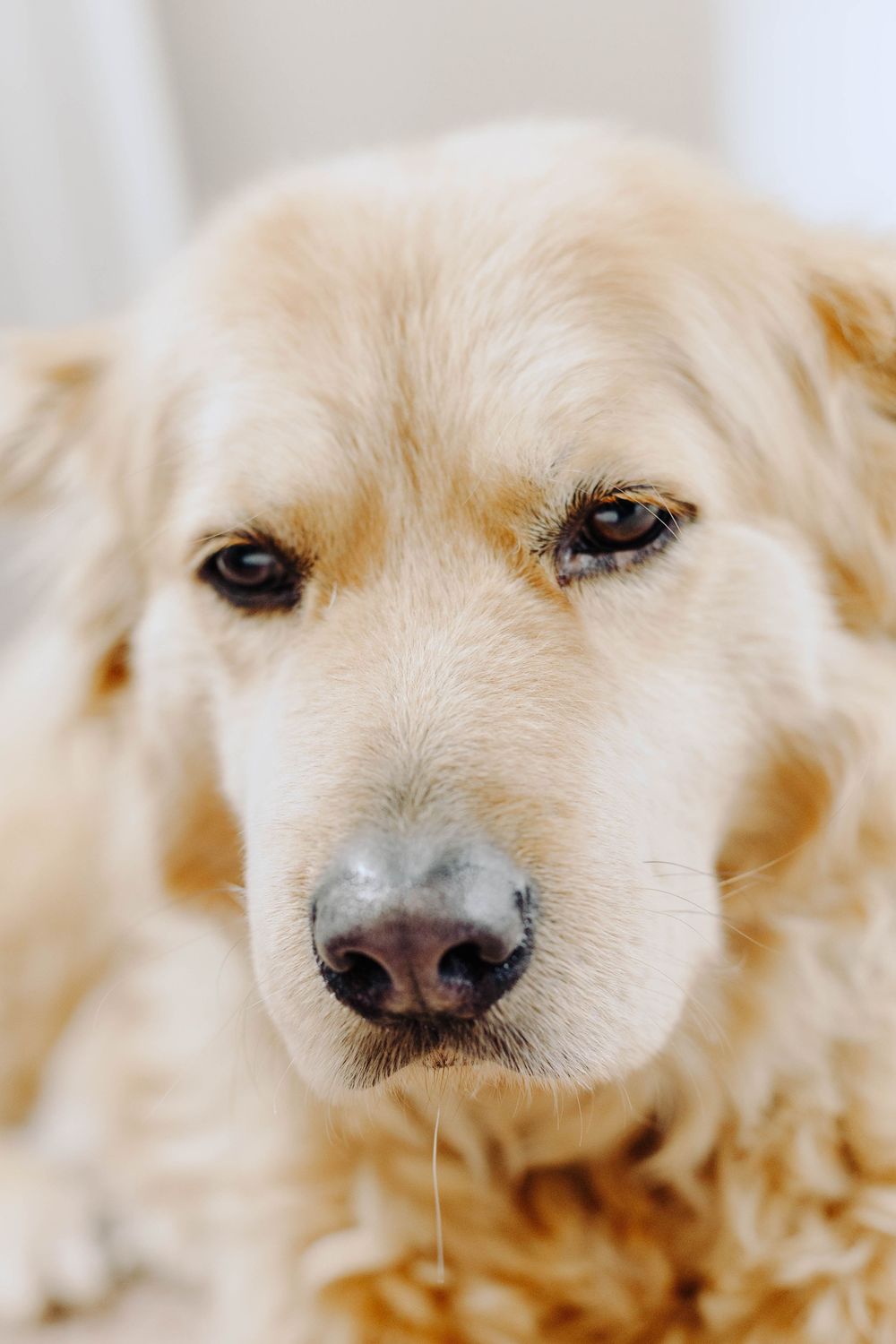 Close-up portrait of a golden retriever dog with soft fur, dark eyes, and a black nose looking directly at the camera.