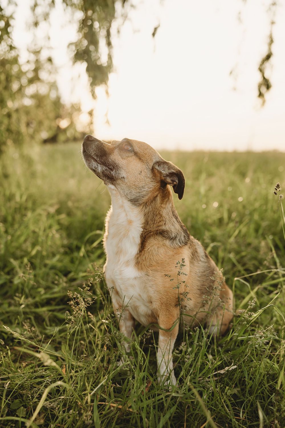 A golden-brown dog sits in lush green grass, tilting its head upward during a warm sunset outdoors.