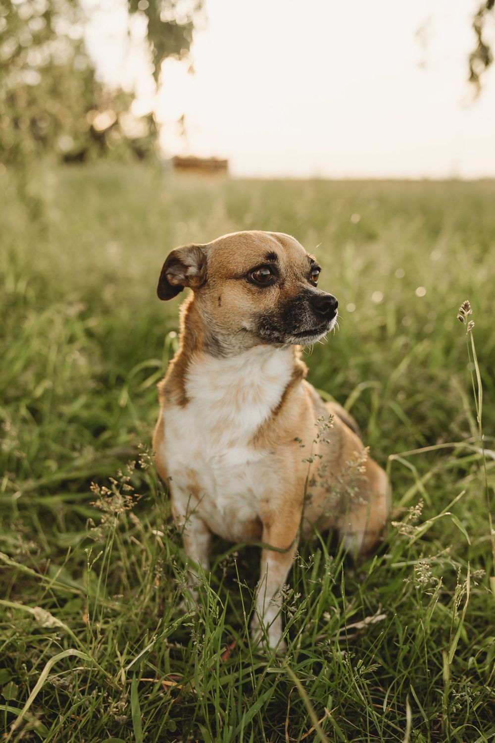 A small tan and white dog sitting in lush green grass during golden hour sunset light.