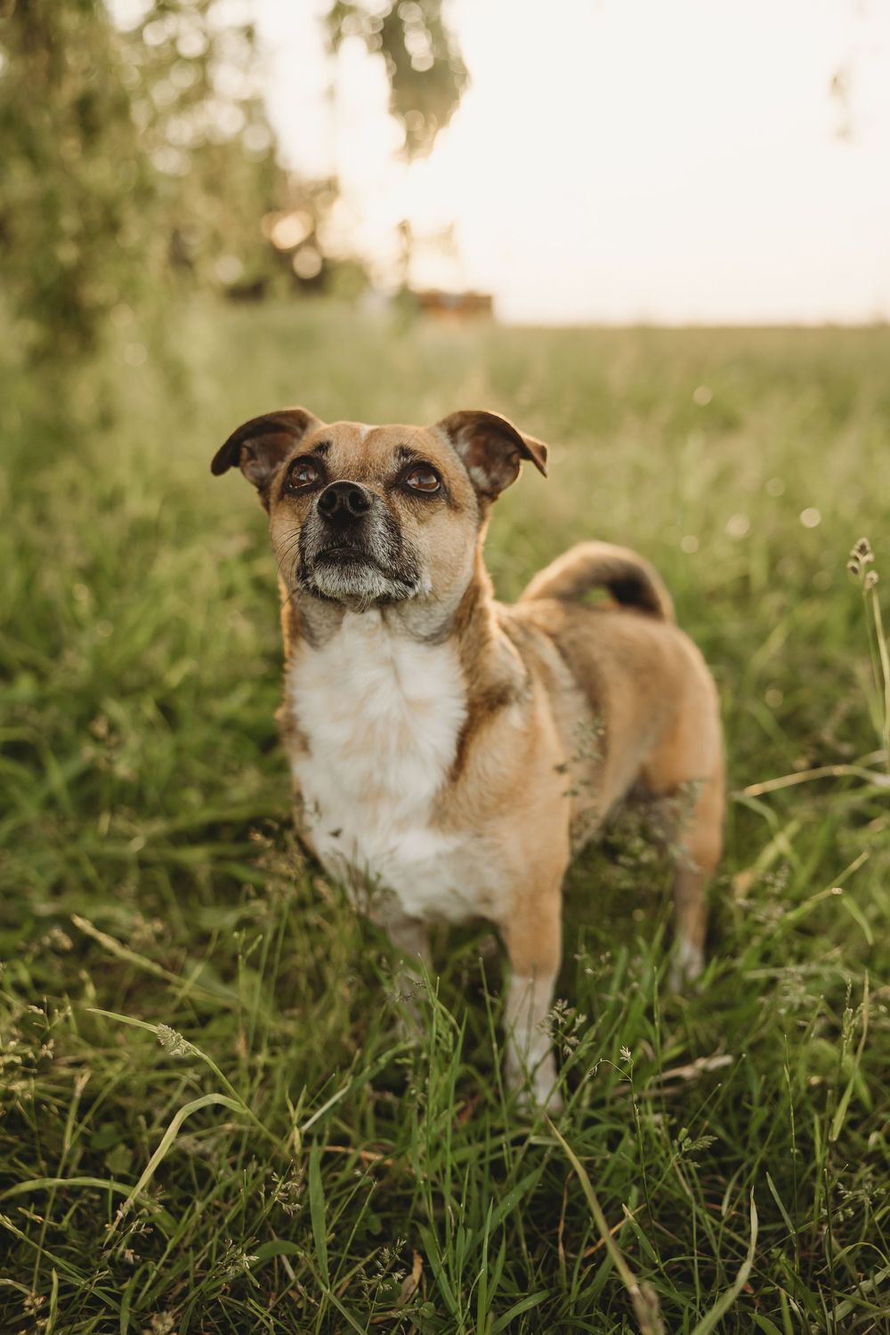 A small brown and white mixed-breed dog standing in green grass during golden hour sunset light.