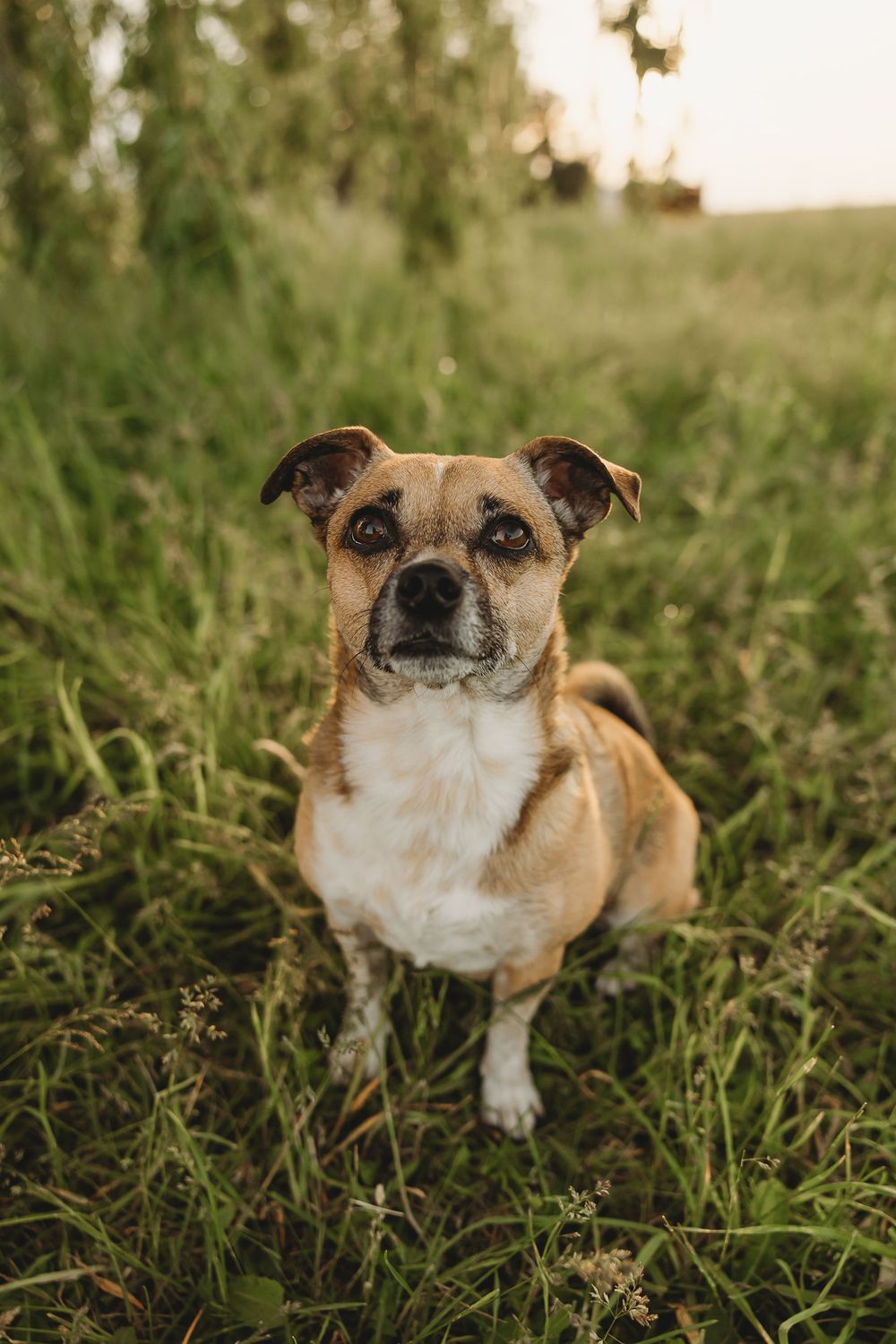 A small tan and white mixed breed dog sitting in tall green grass during golden hour sunset.