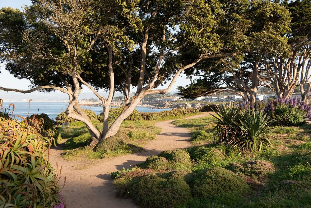 Scenic coastal park path winding through lush trees and plants with ocean views in the background.