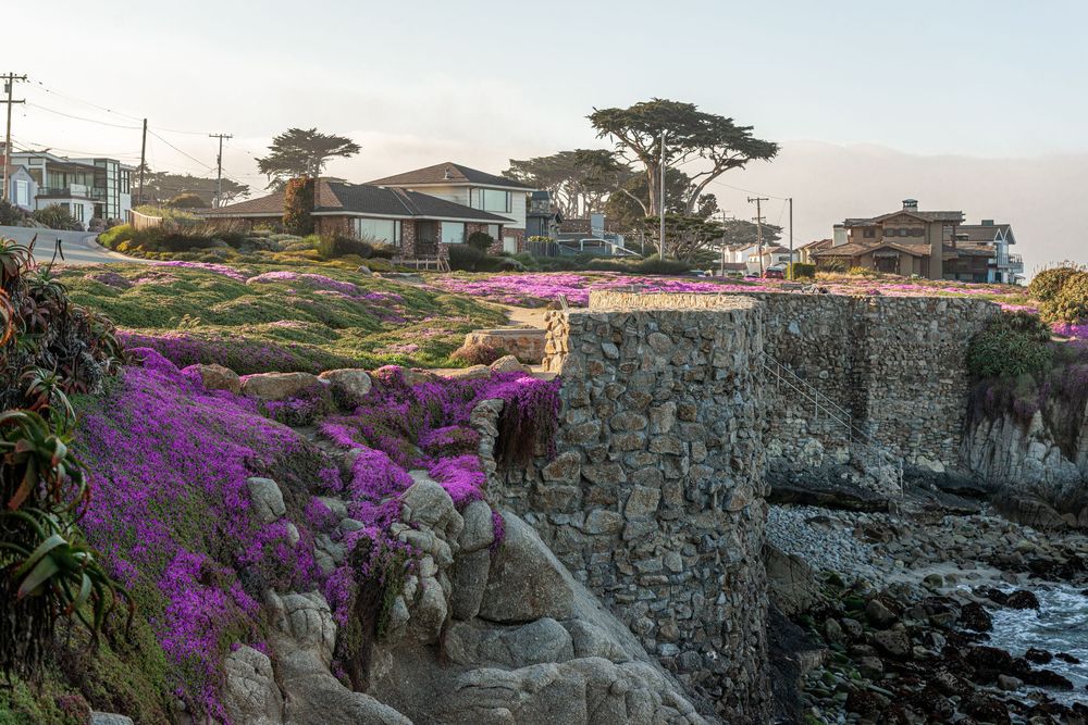 Coastal stone walls with vibrant purple ice plant blooms cascade toward the ocean, with seaside homes and pine trees above.