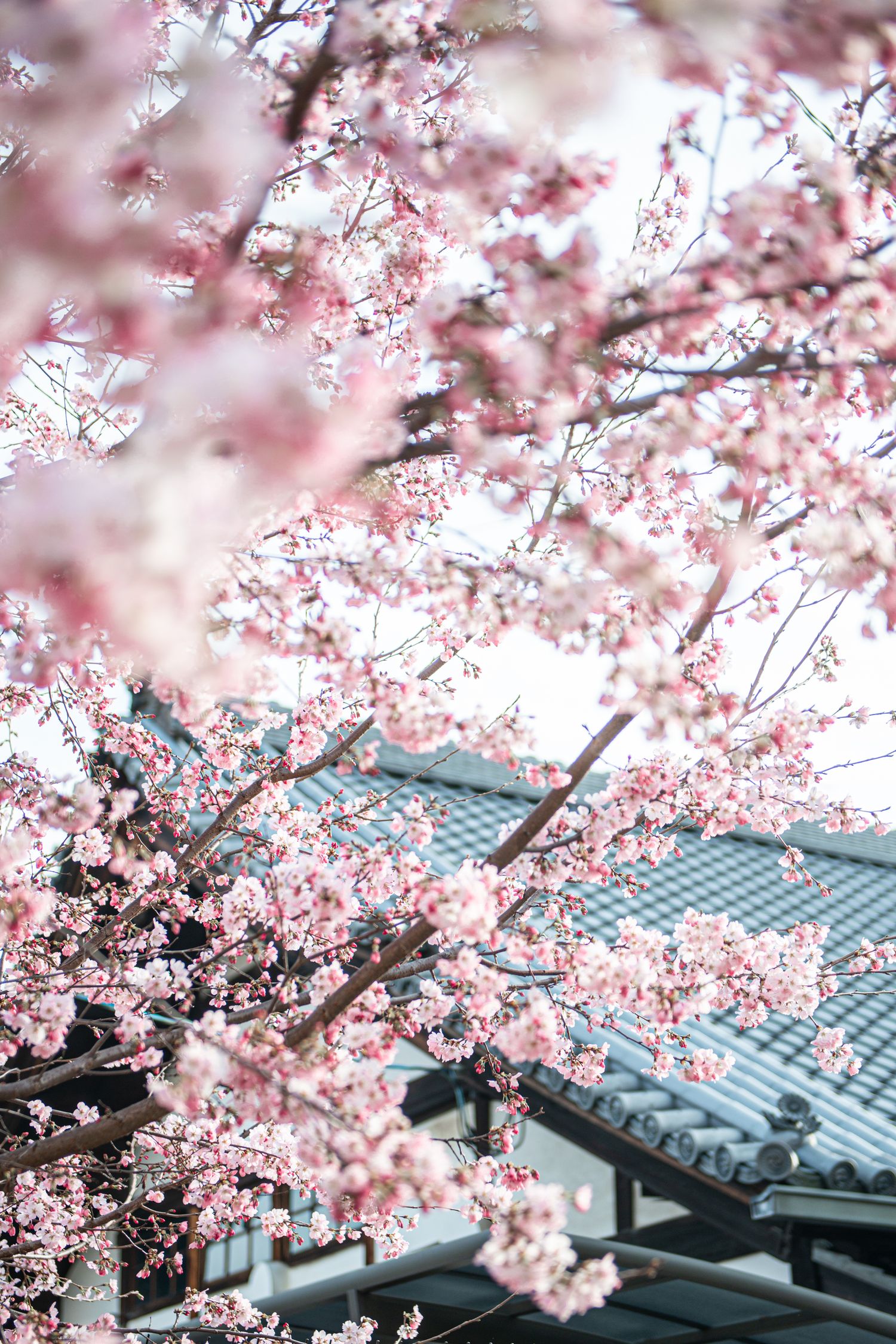Pink cherry blossom branches in full bloom frame a traditional Japanese building with gray tiled roof in spring.