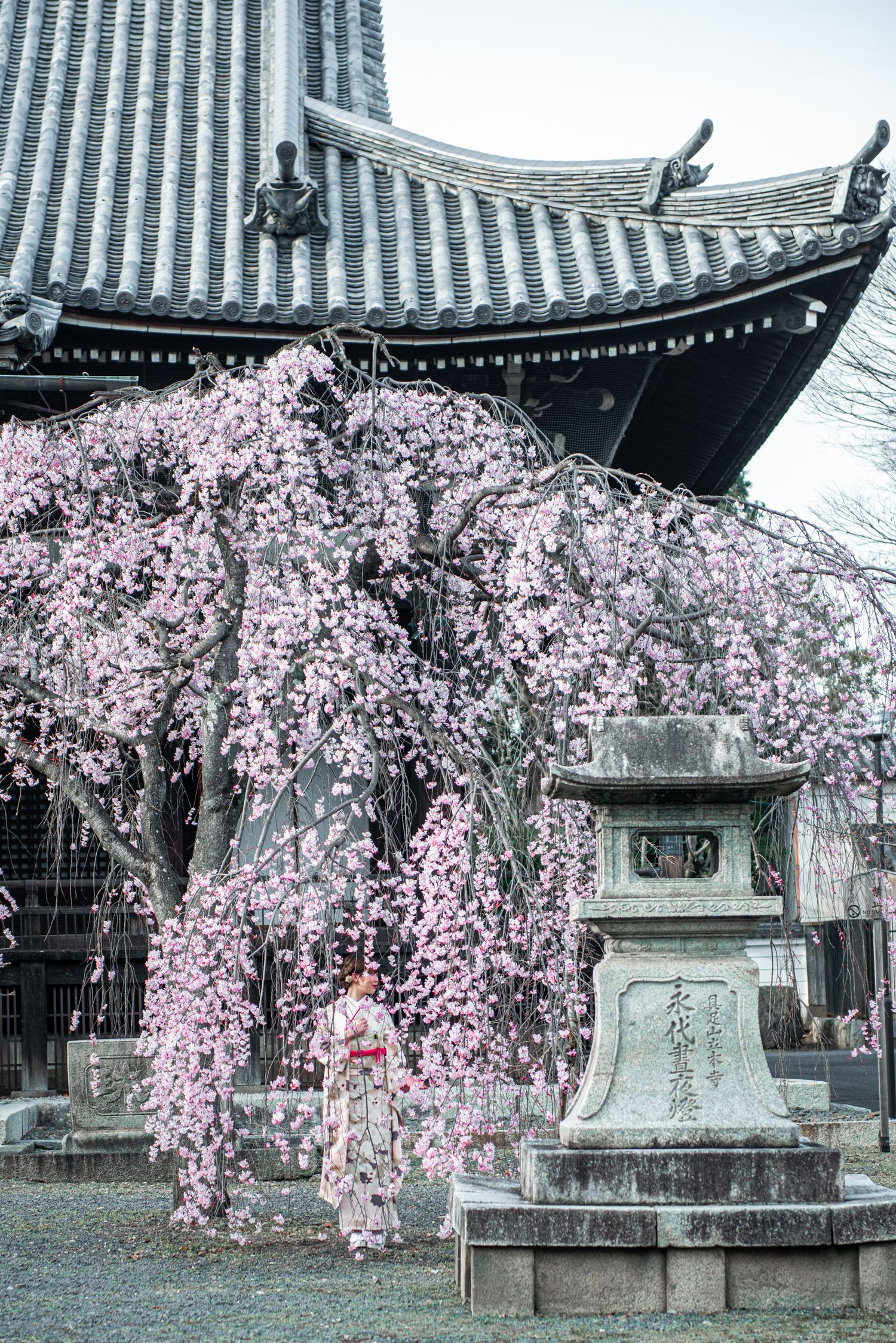 Woman in kimono stands beneath weeping cherry blossom tree beside stone lantern at traditional Japanese temple.