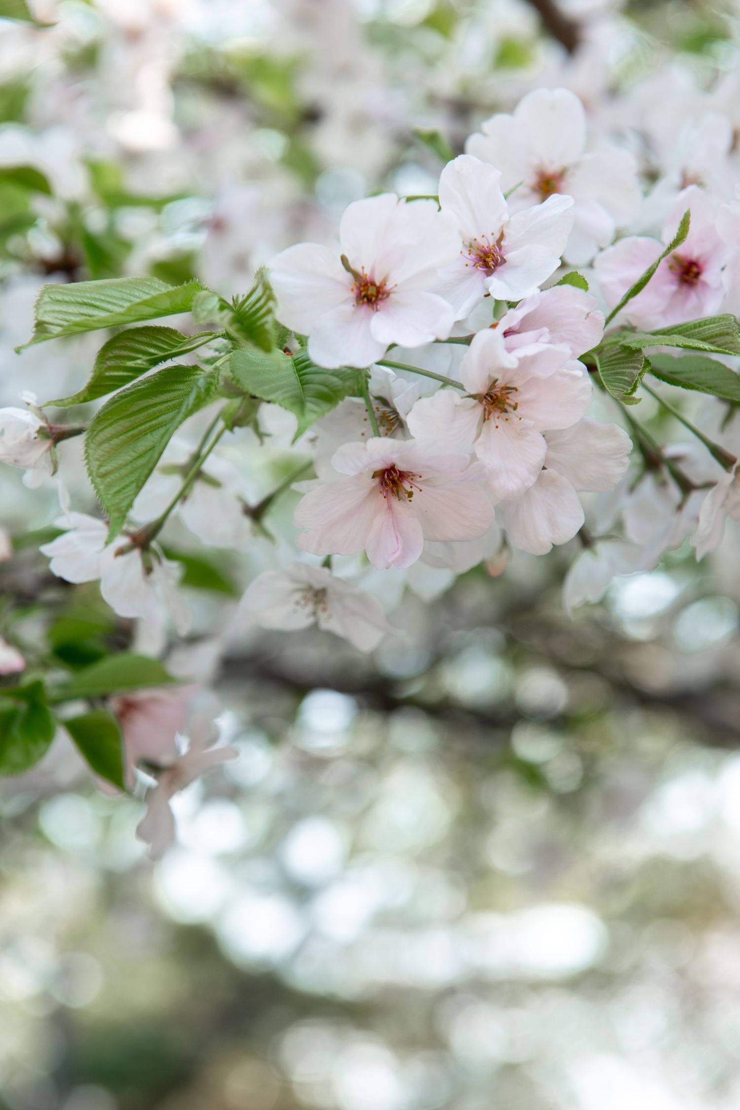 Delicate pink cherry blossom flowers blooming on a branch with green leaves in soft spring light.