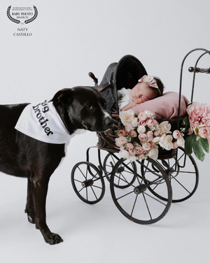 Black dog wearing big brother bandana nuzzles newborn baby girl in vintage pram with pink roses.