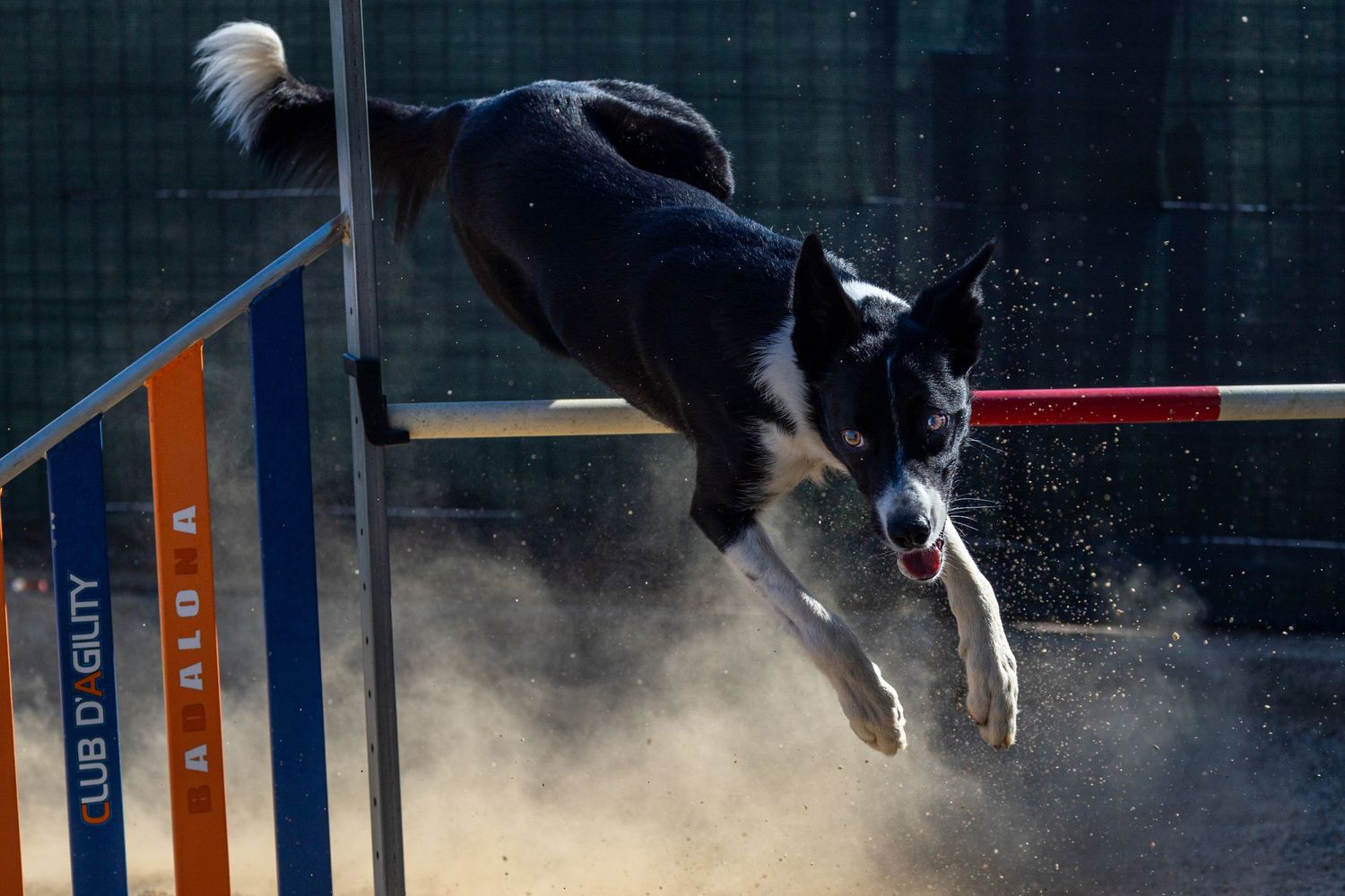 Perro border collie saltando sobre obstáculo de agility en exterior. Fotografía canina deportiva por Daniel Giménez Barcelona.