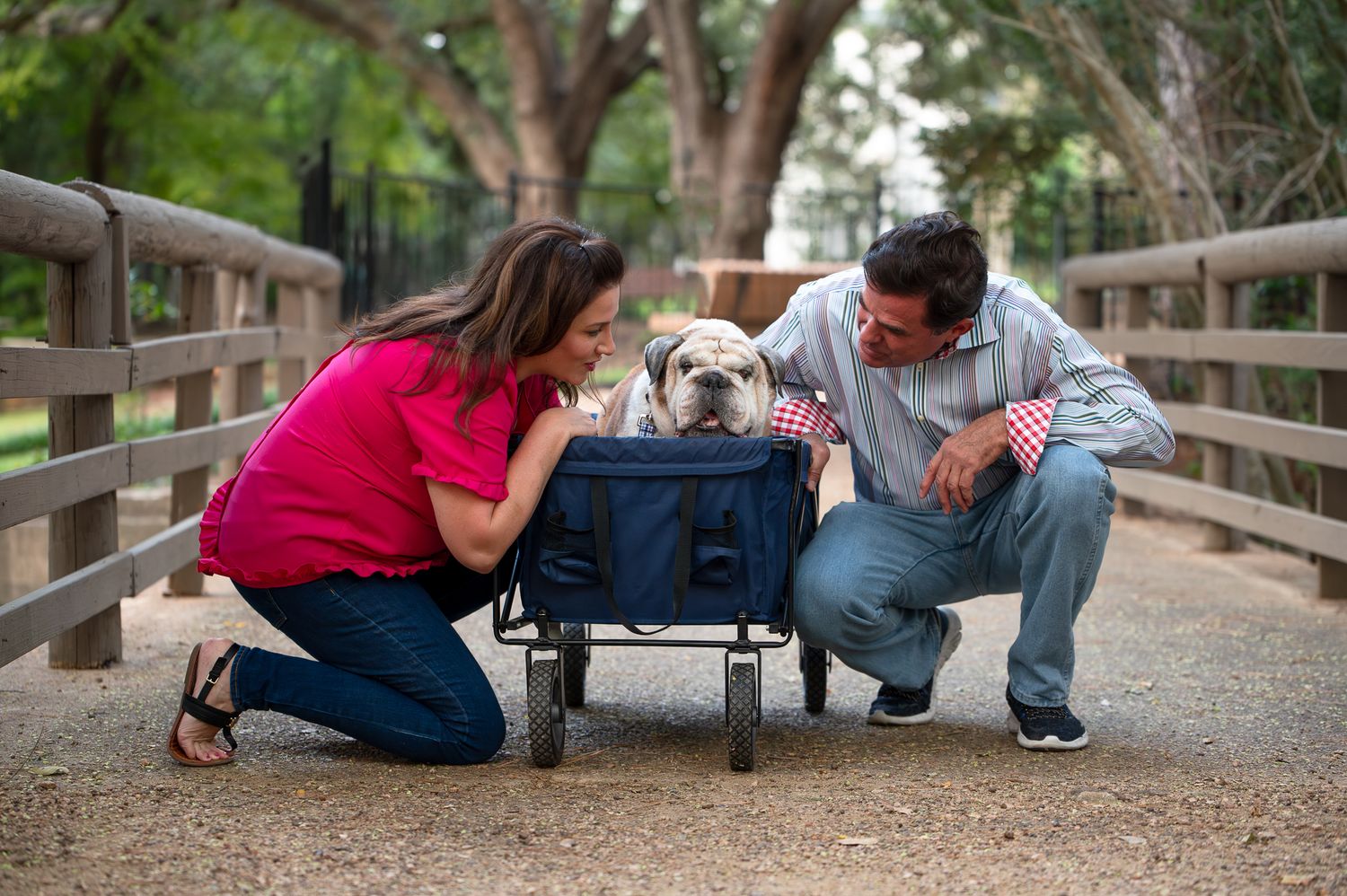Senior dog portrait session in Houston with gentle natural light and a relaxed, elderly dog.
