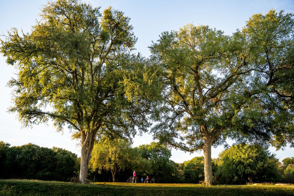 Golfers playing beneath large green trees in golden afternoon sunlight.