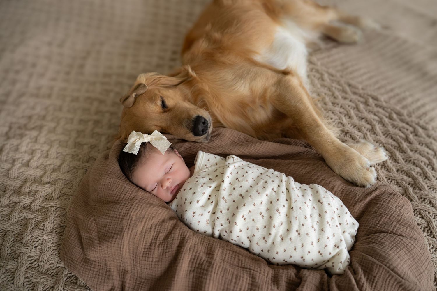 Golden retriever dog gently nuzzling a sleeping swaddled newborn baby on a cozy brown blanket.