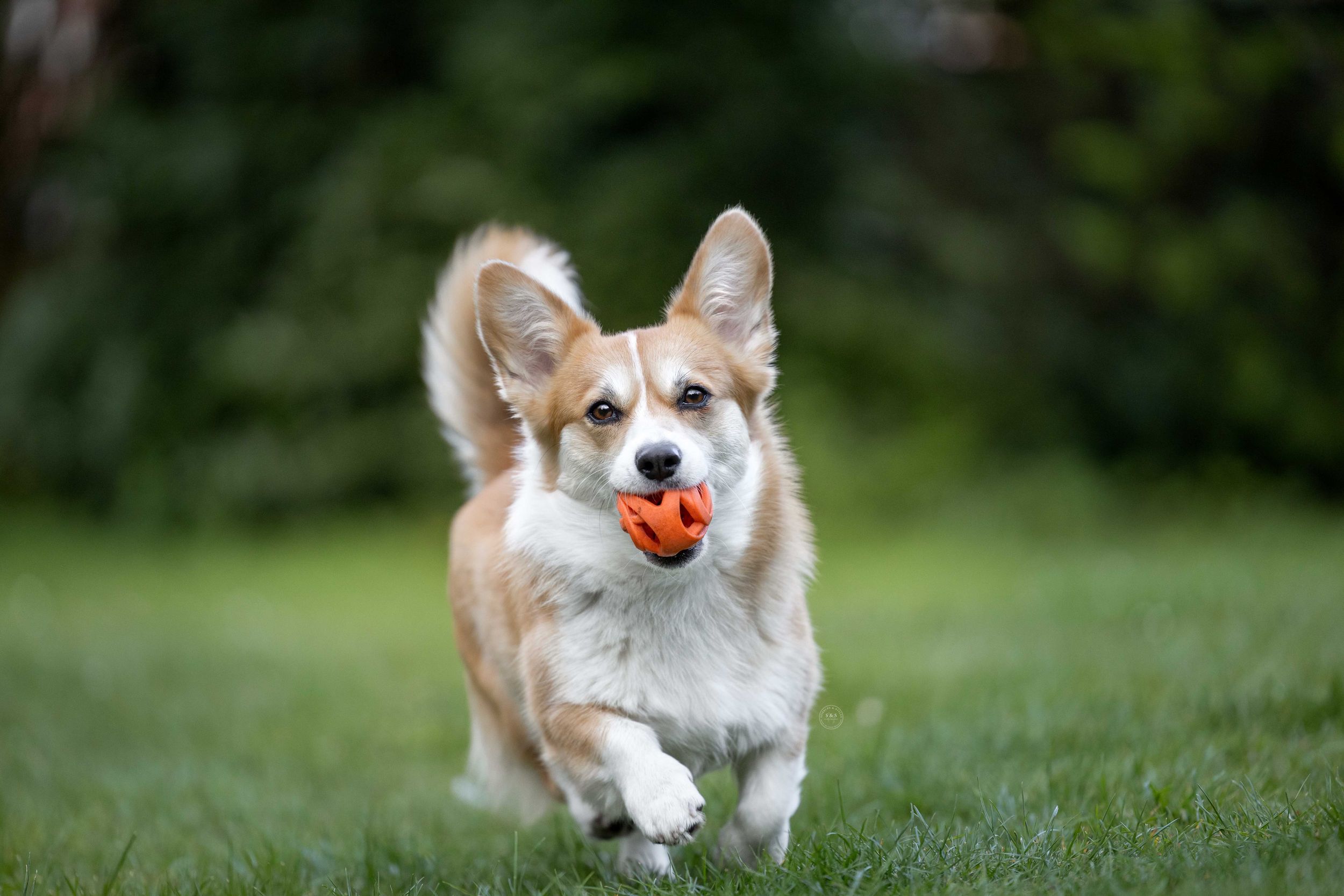 A happy Corgi dog runs across green grass carrying an orange ball in its mouth.